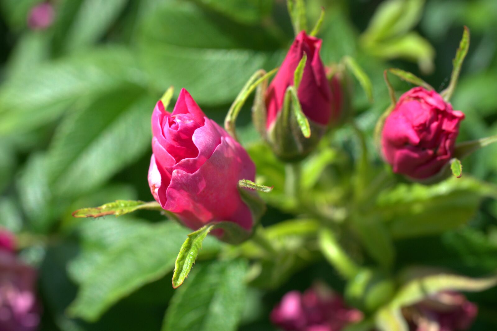 Sony FE 50mm F2.8 Macro sample photo. Rose, flower, romantic photography