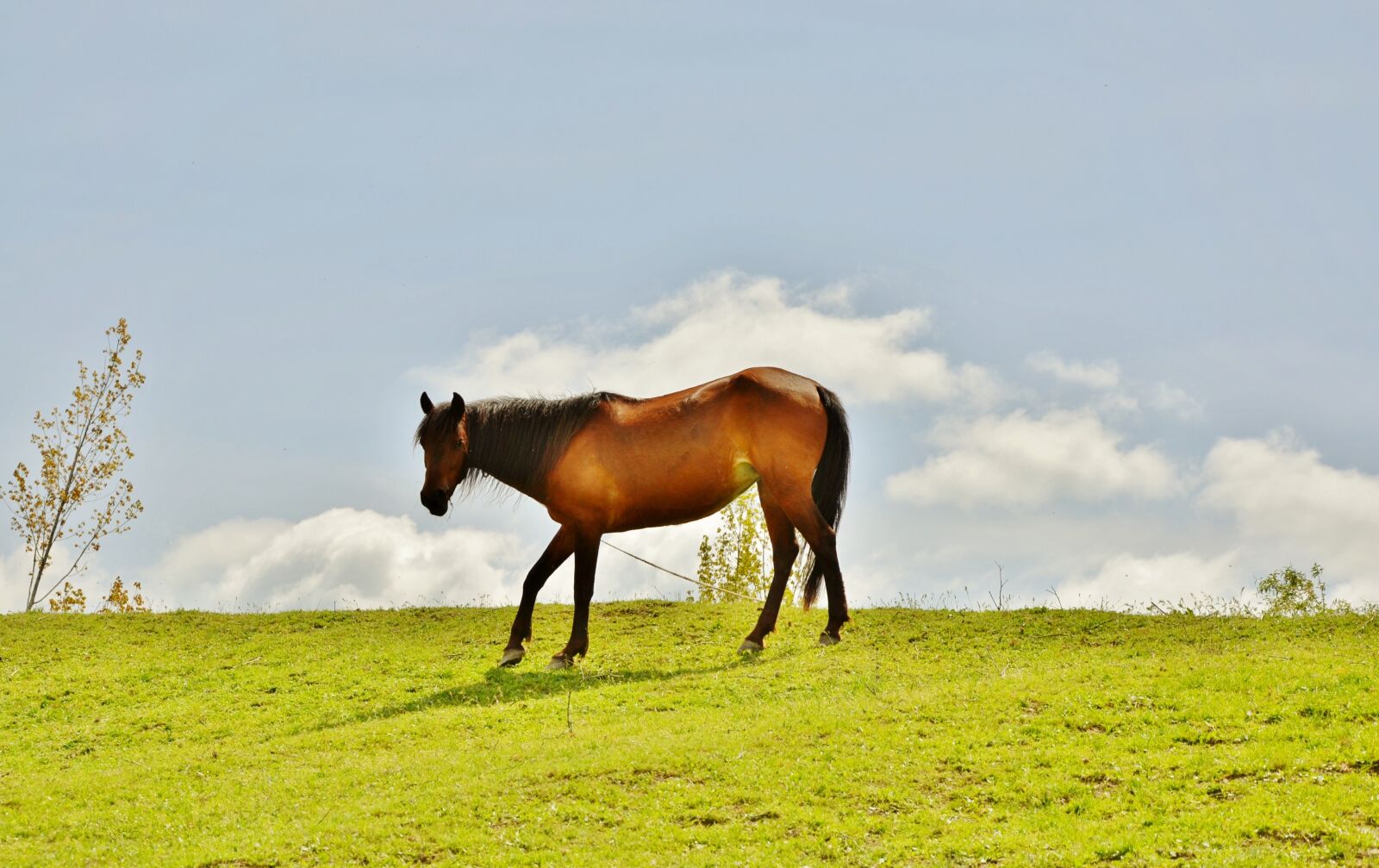 Nikon D7000 sample photo. Horses, animal, mammal photography