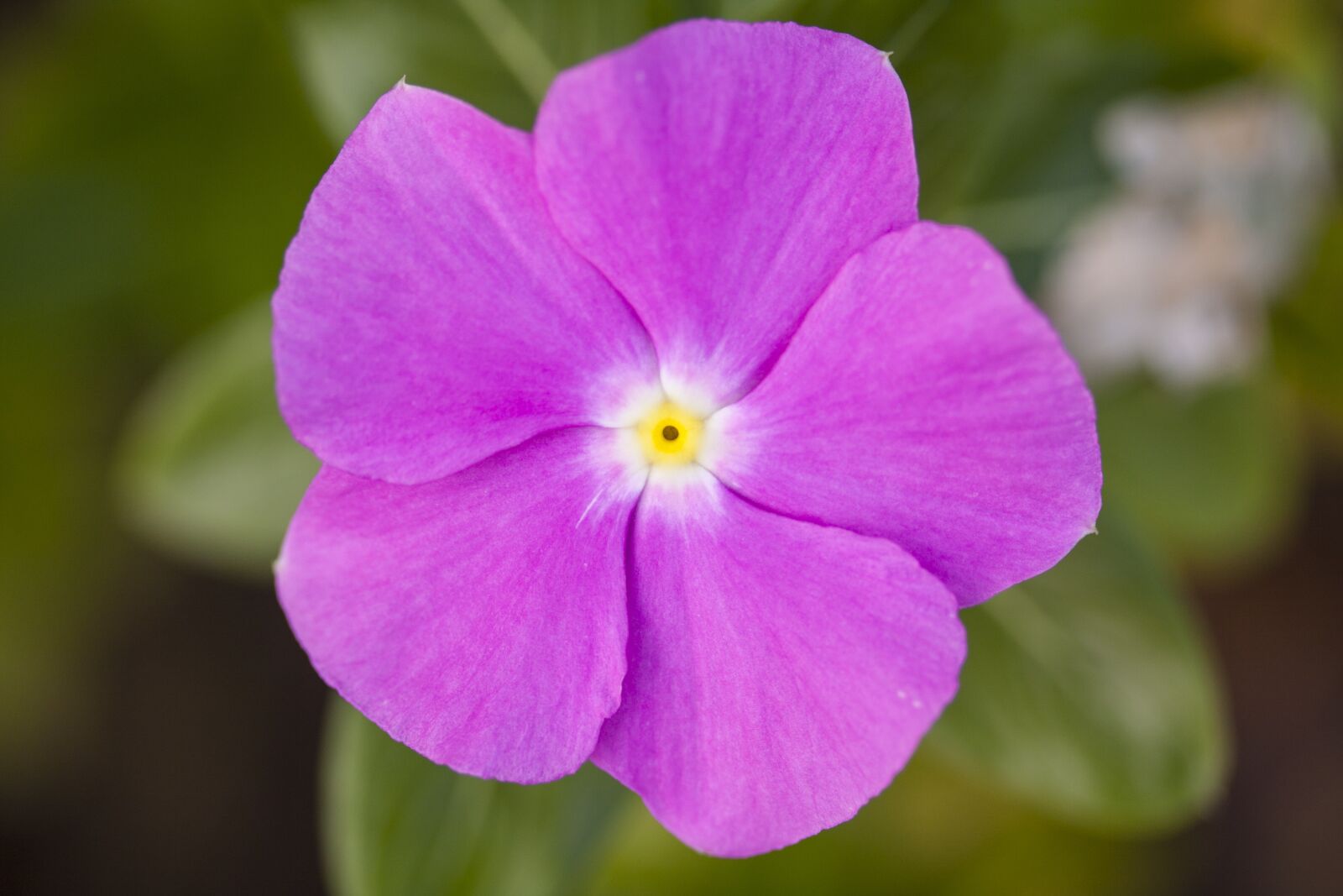 Canon EOS 40D + Canon EF-S 60mm F2.8 Macro USM sample photo. Flower, purple, color photography