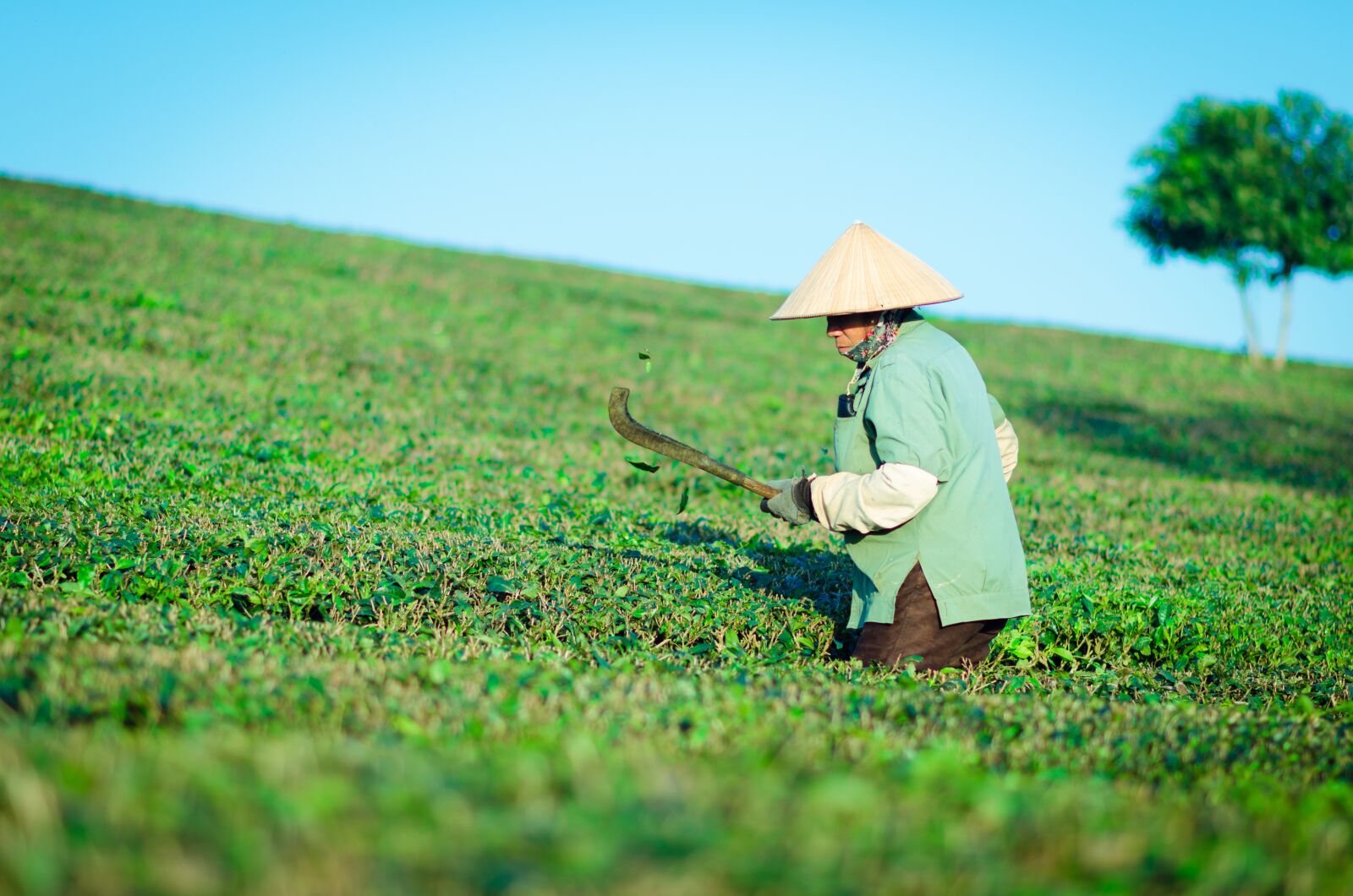 Nikon D7000 sample photo. The hill tea, people photography