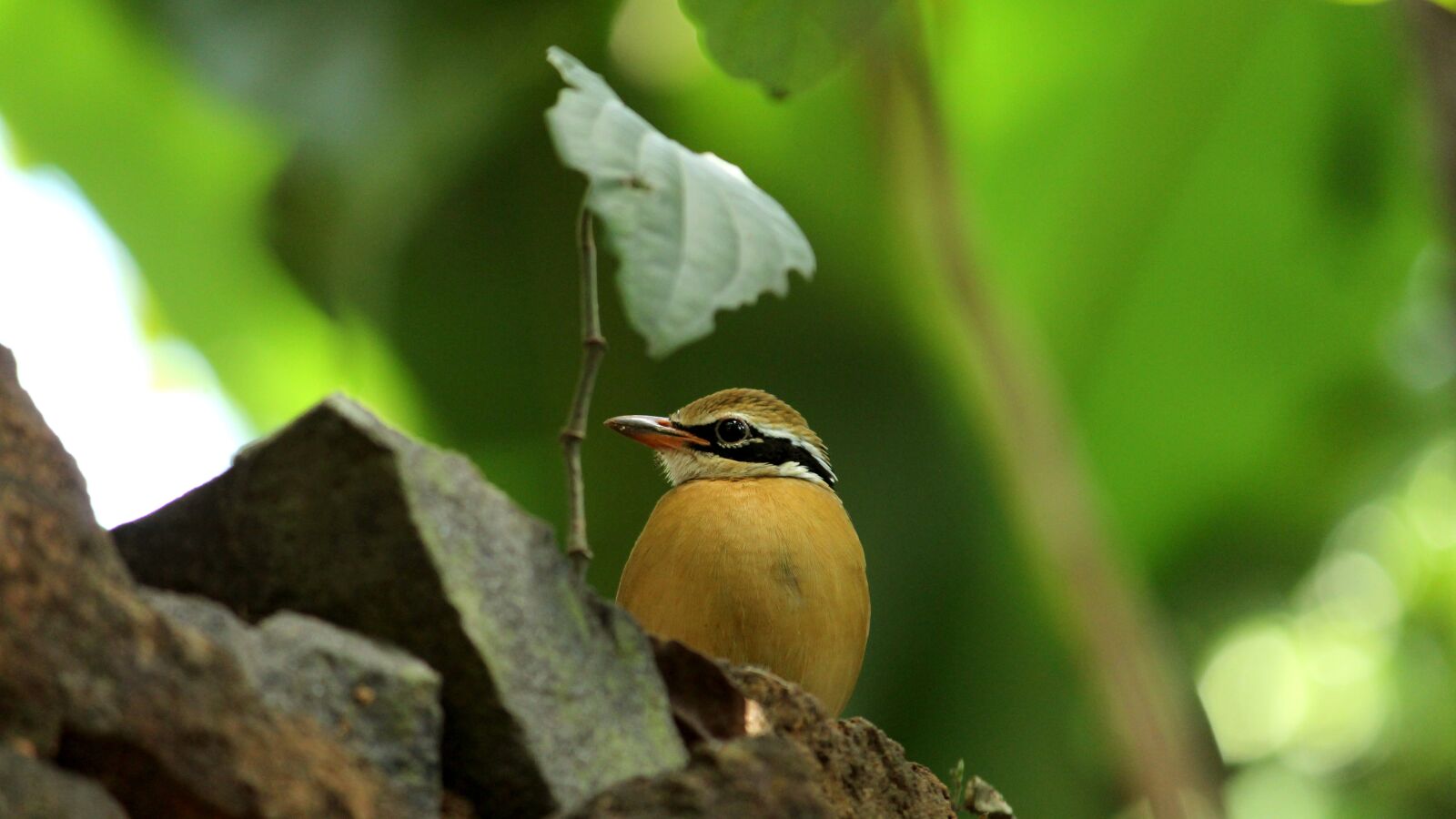 Canon EOS 1300D (EOS Rebel T6 / EOS Kiss X80) sample photo. Indian pitta, bird, avian photography