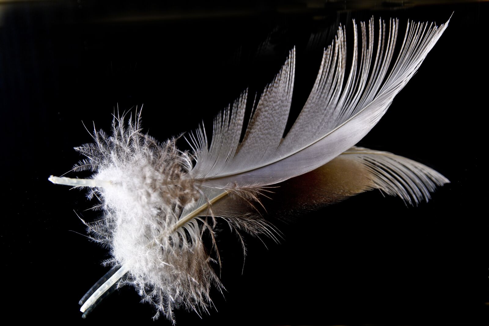 Canon EOS 1000D (EOS Digital Rebel XS / EOS Kiss F) sample photo. Feather, down, mirroring photography