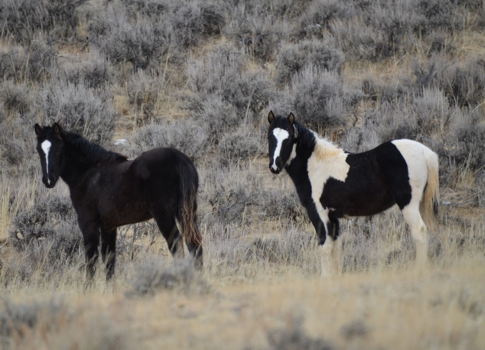 Nikon D7000 sample photo. Horses, mustangs, wyoming photography