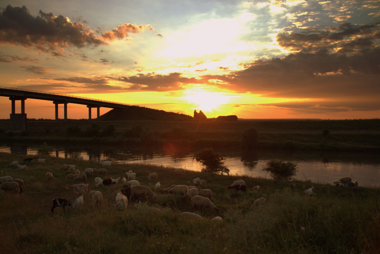 Canon EOS 700D (EOS Rebel T5i / EOS Kiss X7i) sample photo. Sunset, sheep, the flock photography