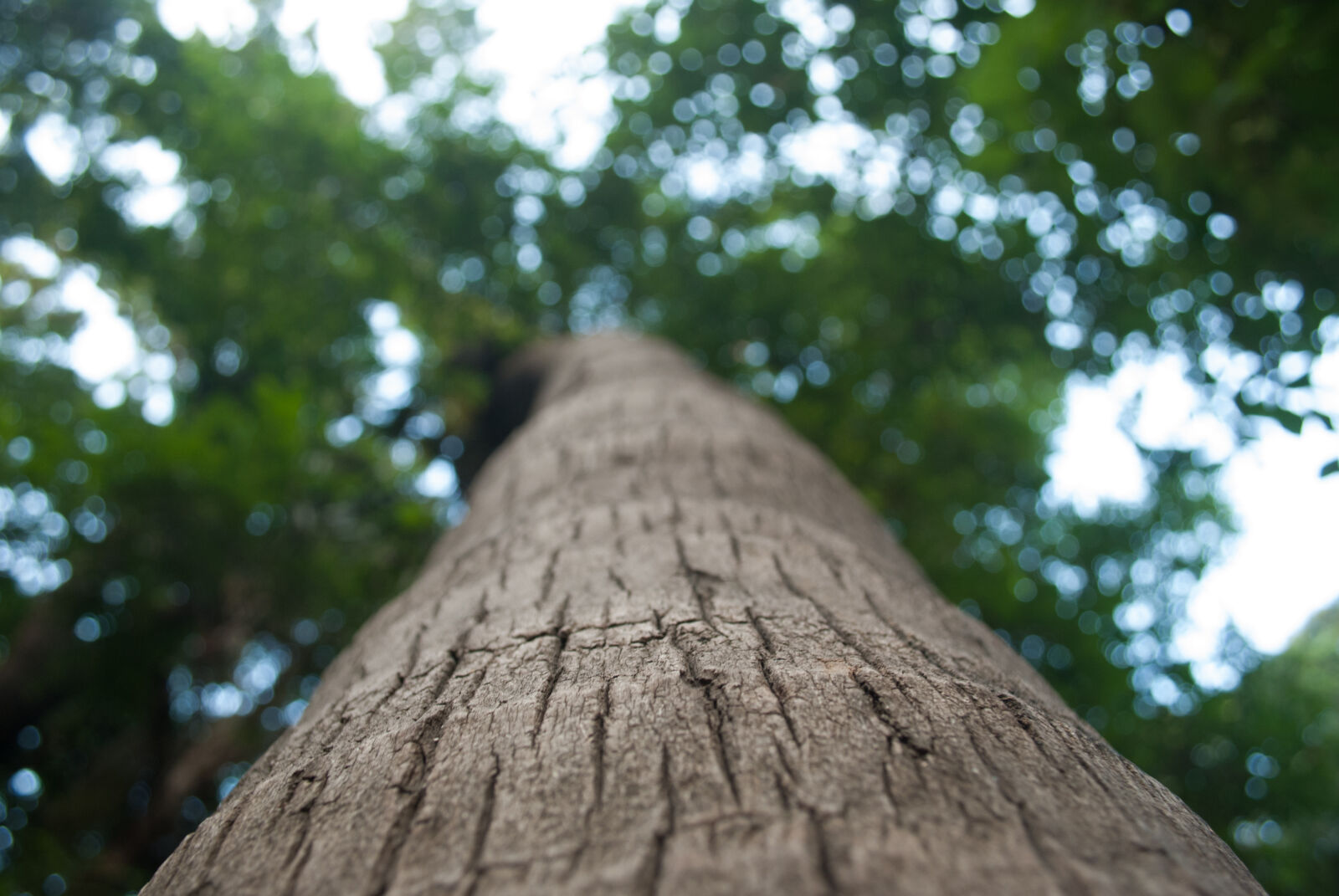 Nikon D60 sample photo. Aperture, bokeh, green, leaves photography