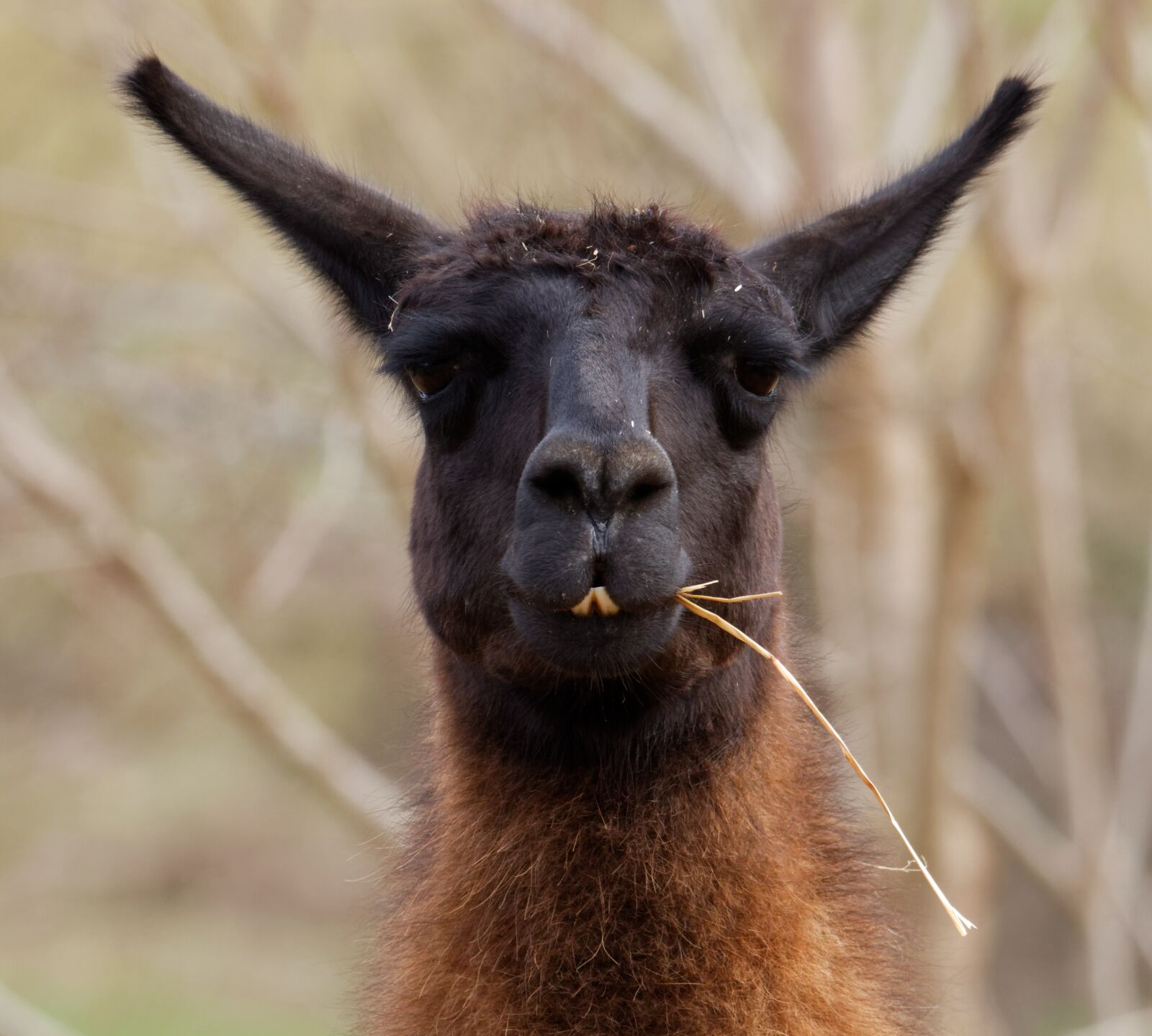 Canon EOS 70D sample photo. Llama, animal, farm photography