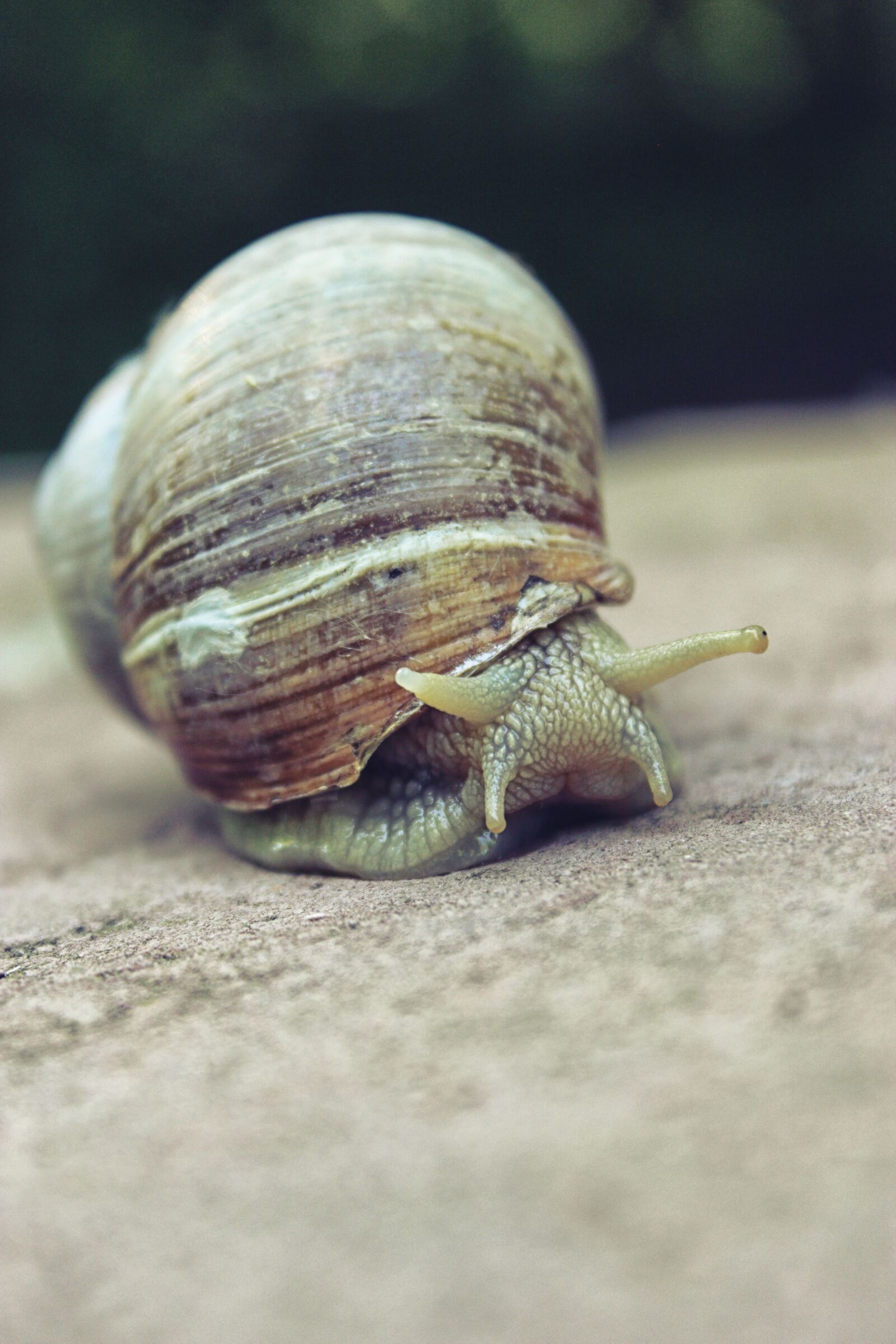 Canon EOS 600D (Rebel EOS T3i / EOS Kiss X5) sample photo. Snail, shell, nature photography