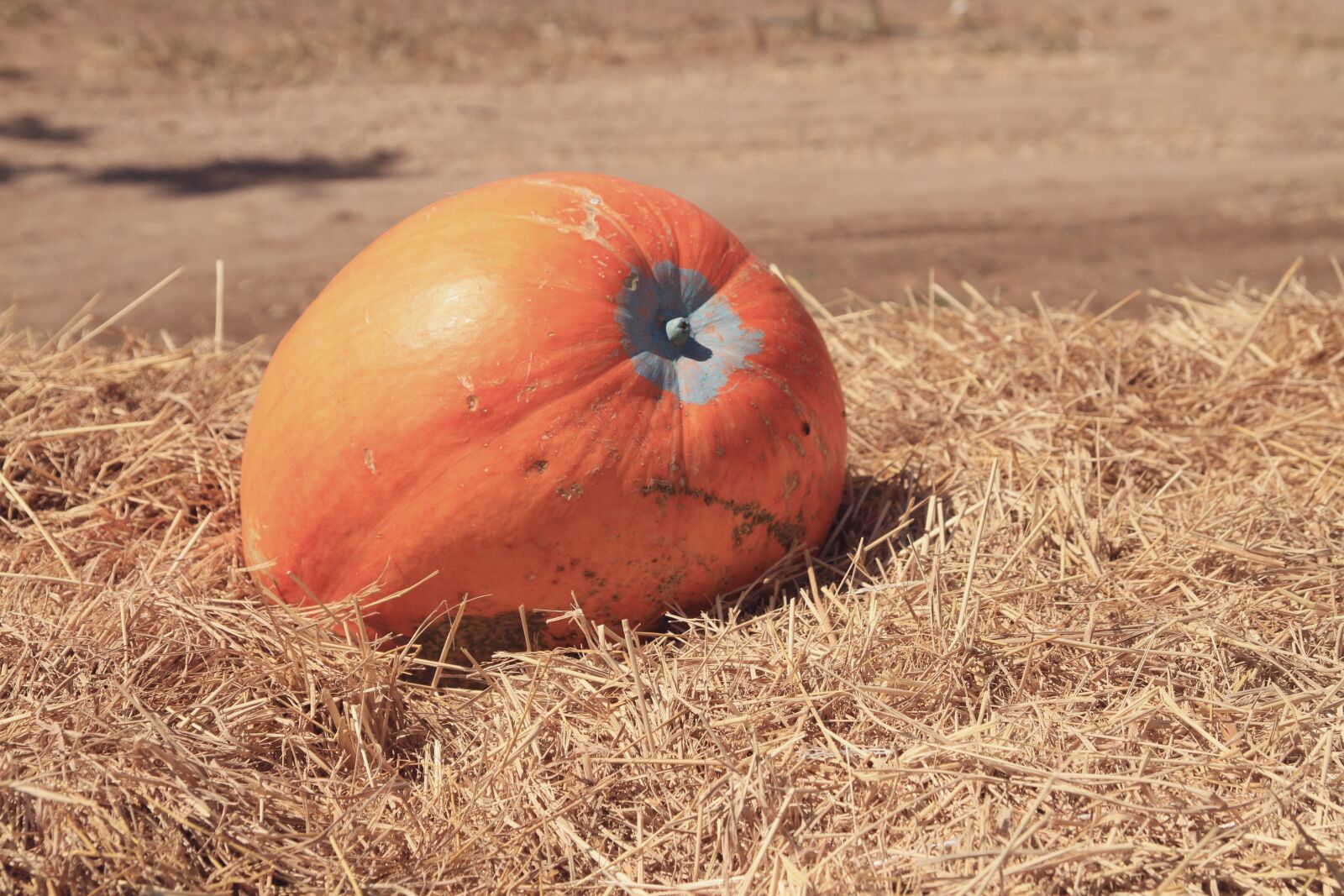 Canon EOS 7D sample photo. Farm, festival, food photography