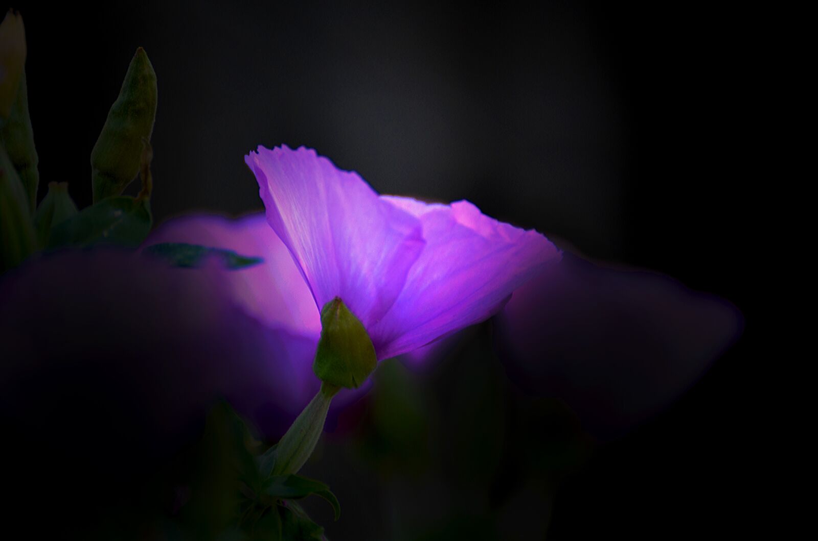 Nikon D7000 sample photo. Violet, flower, bloom photography