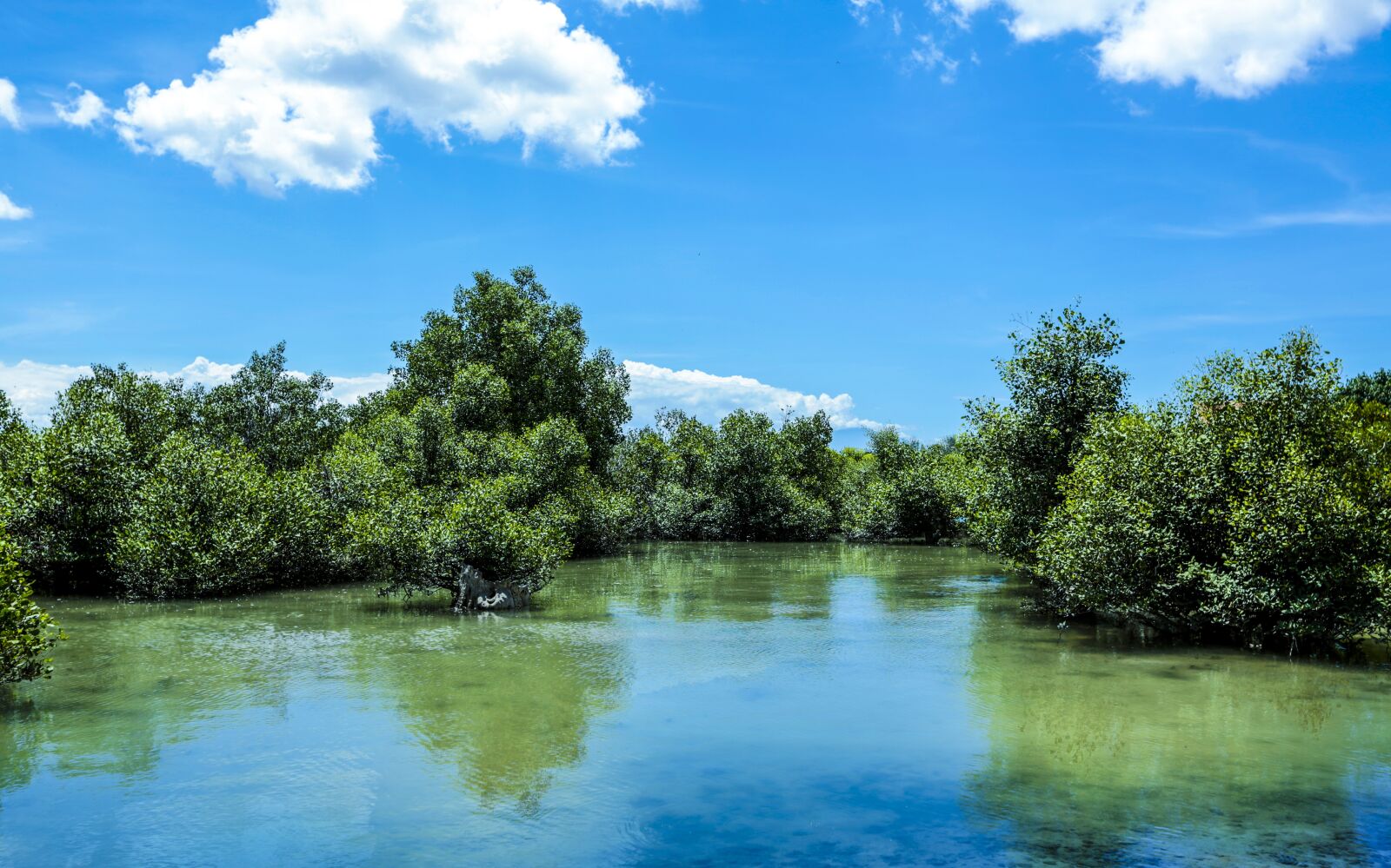 Canon EF 16-35mm F2.8L II USM sample photo. Green, mangrove, nature photography