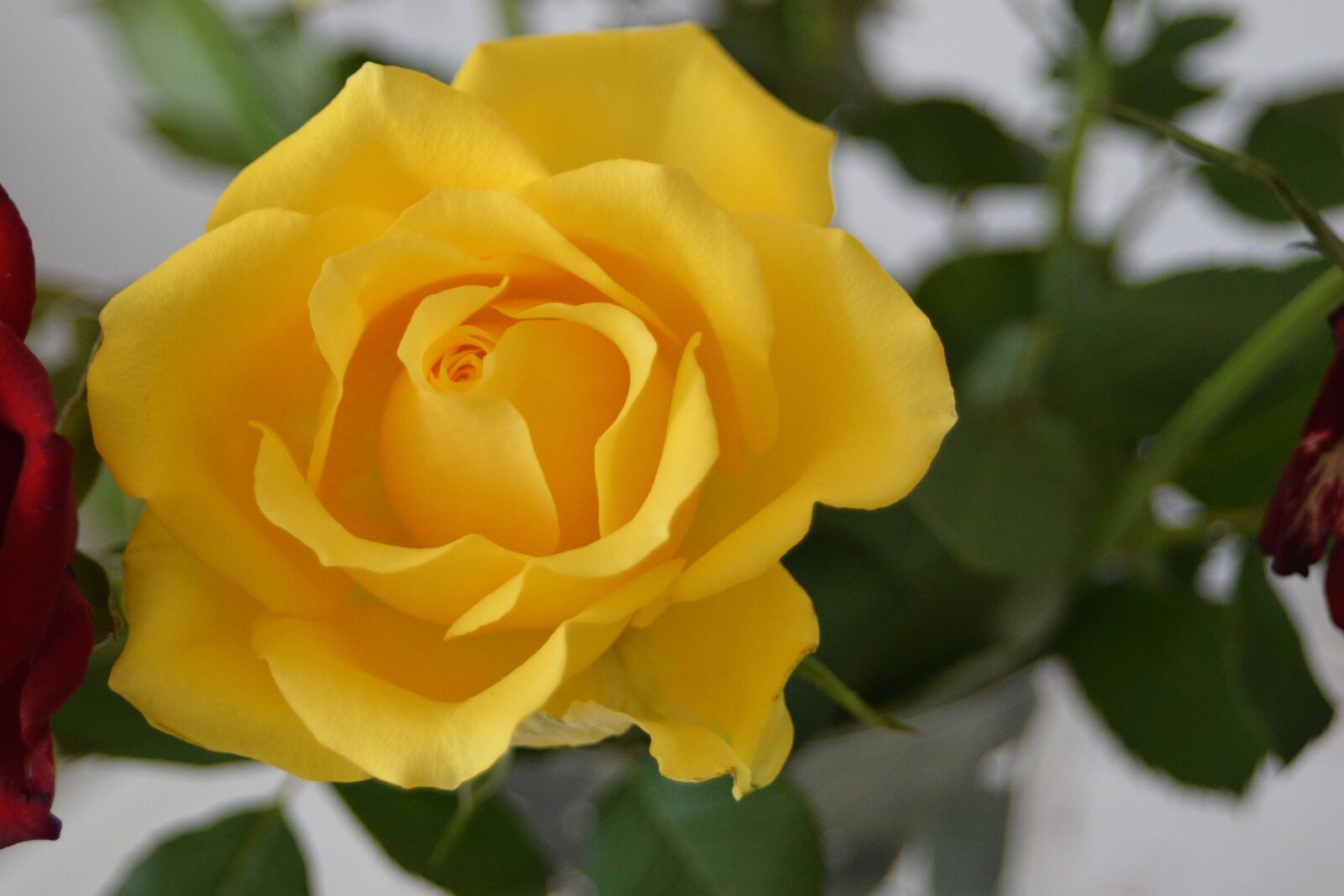 Nikon D5300 sample photo. Roses, flowers, leaves photography