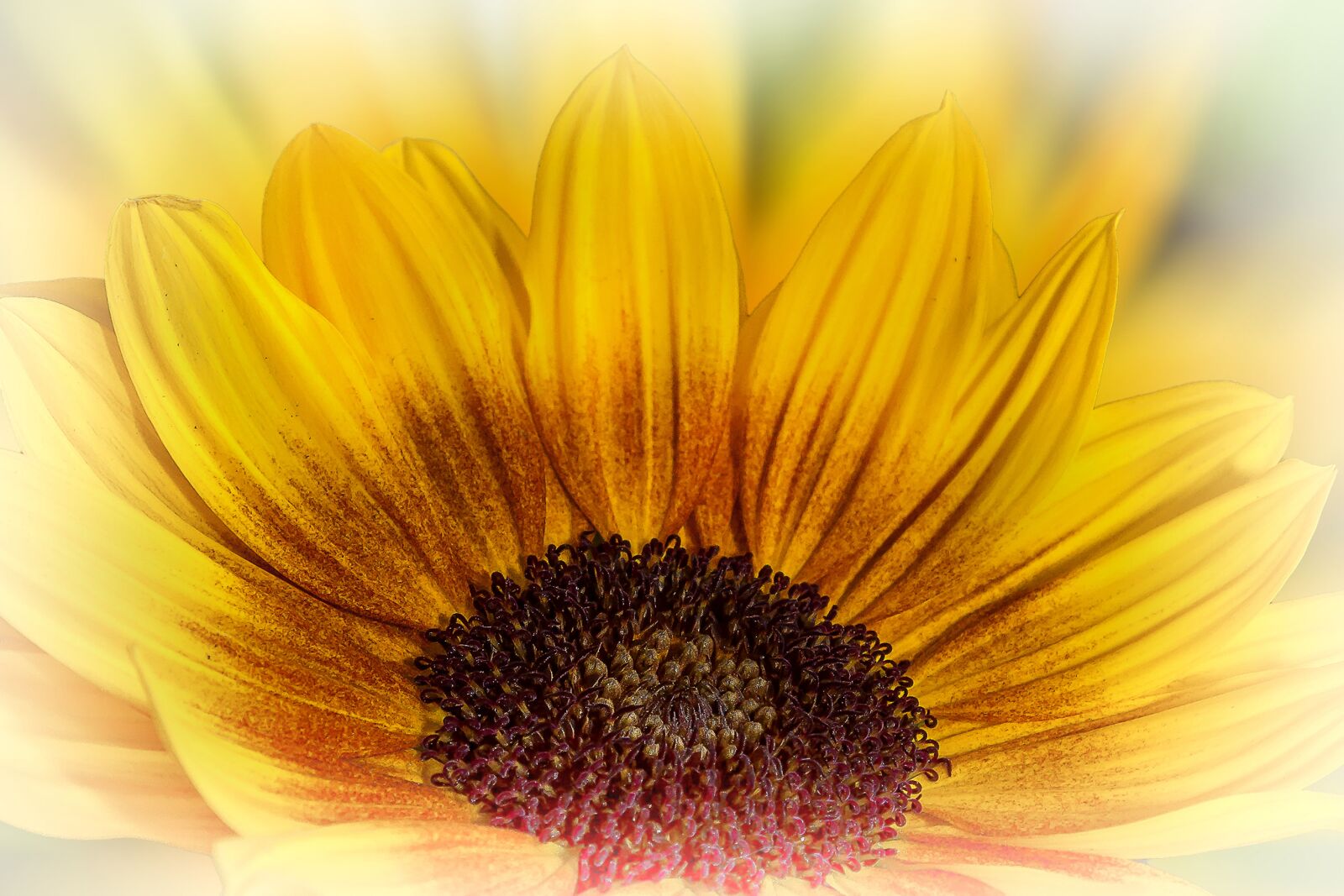 Canon EOS 50D + Canon EF 24-105mm F4L IS USM sample photo. Helianthus, sunflower, flower photography