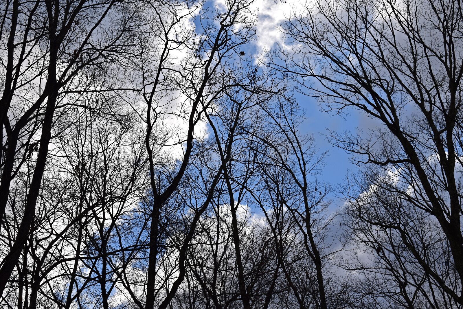 Nikon D3300 sample photo. Fluffy clouds, blue sky photography