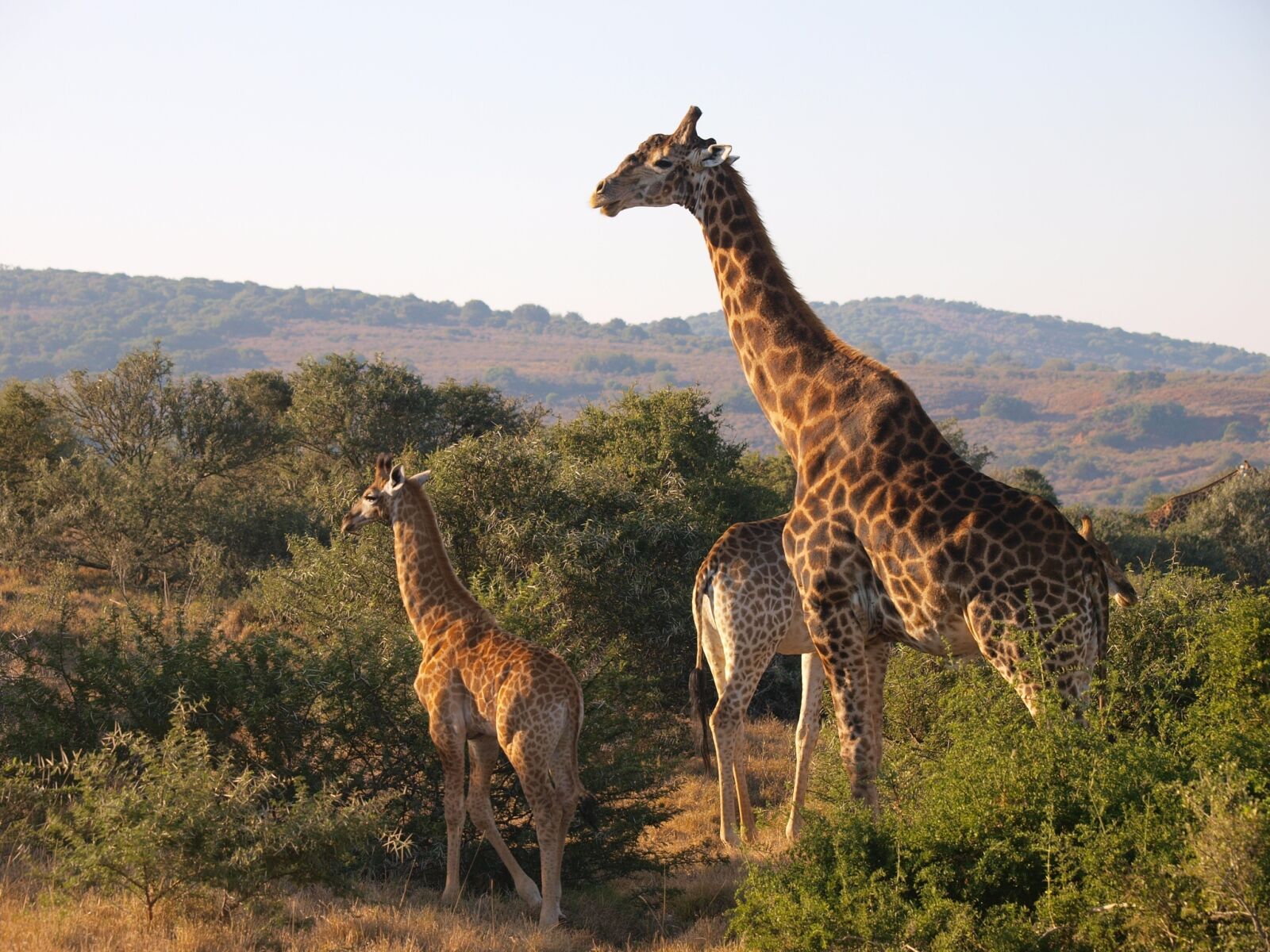 Olympus E-3 sample photo. South africa, national park photography