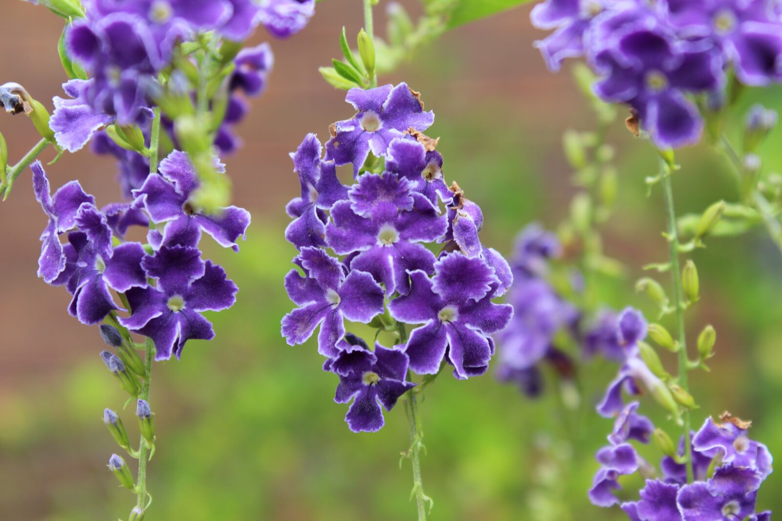 Canon EOS 600D (Rebel EOS T3i / EOS Kiss X5) sample photo. Floral, purple, petals photography
