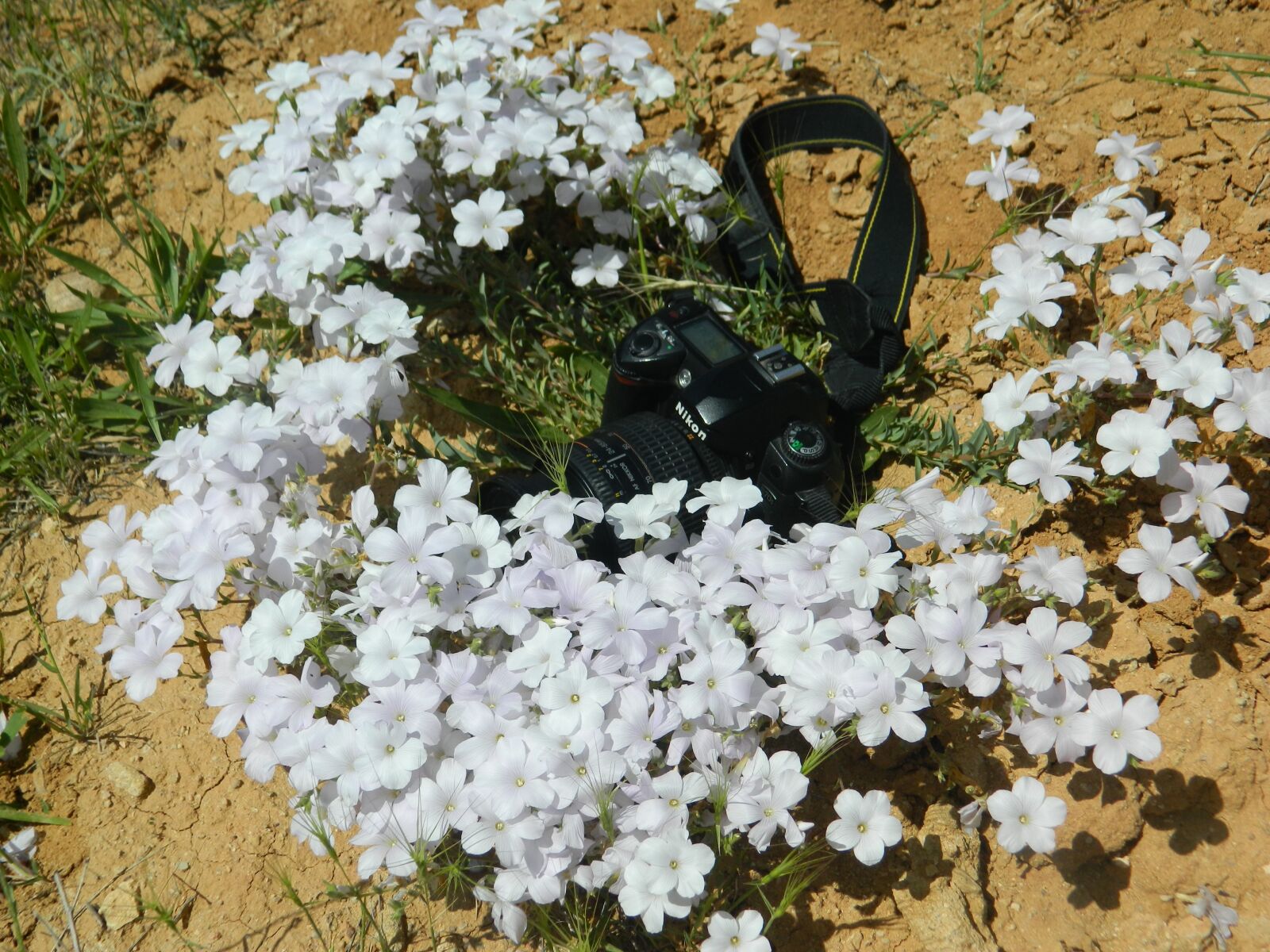 Nikon COOLPIX L310 sample photo. Machine, flax-weed, wild photography