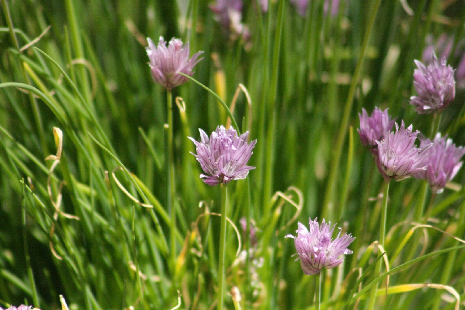 Canon EOS 40D sample photo. Purple, close up, herbs photography