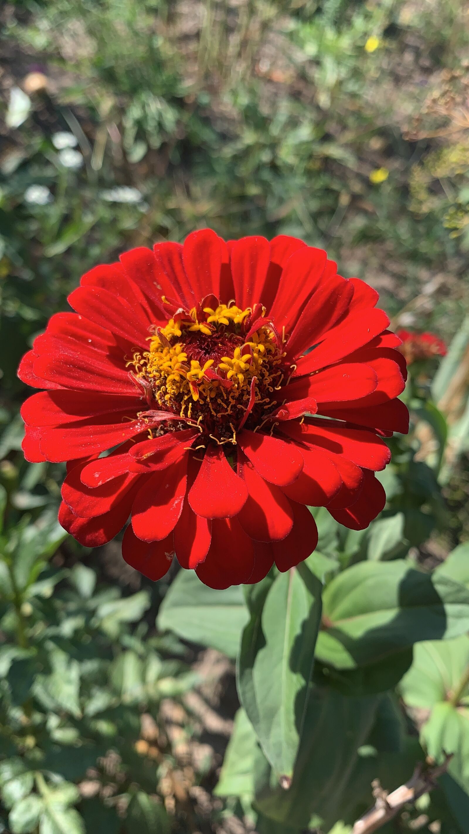 iPhone XR back camera 4.25mm f/1.8 sample photo. Flowers, zinnia, bloom photography