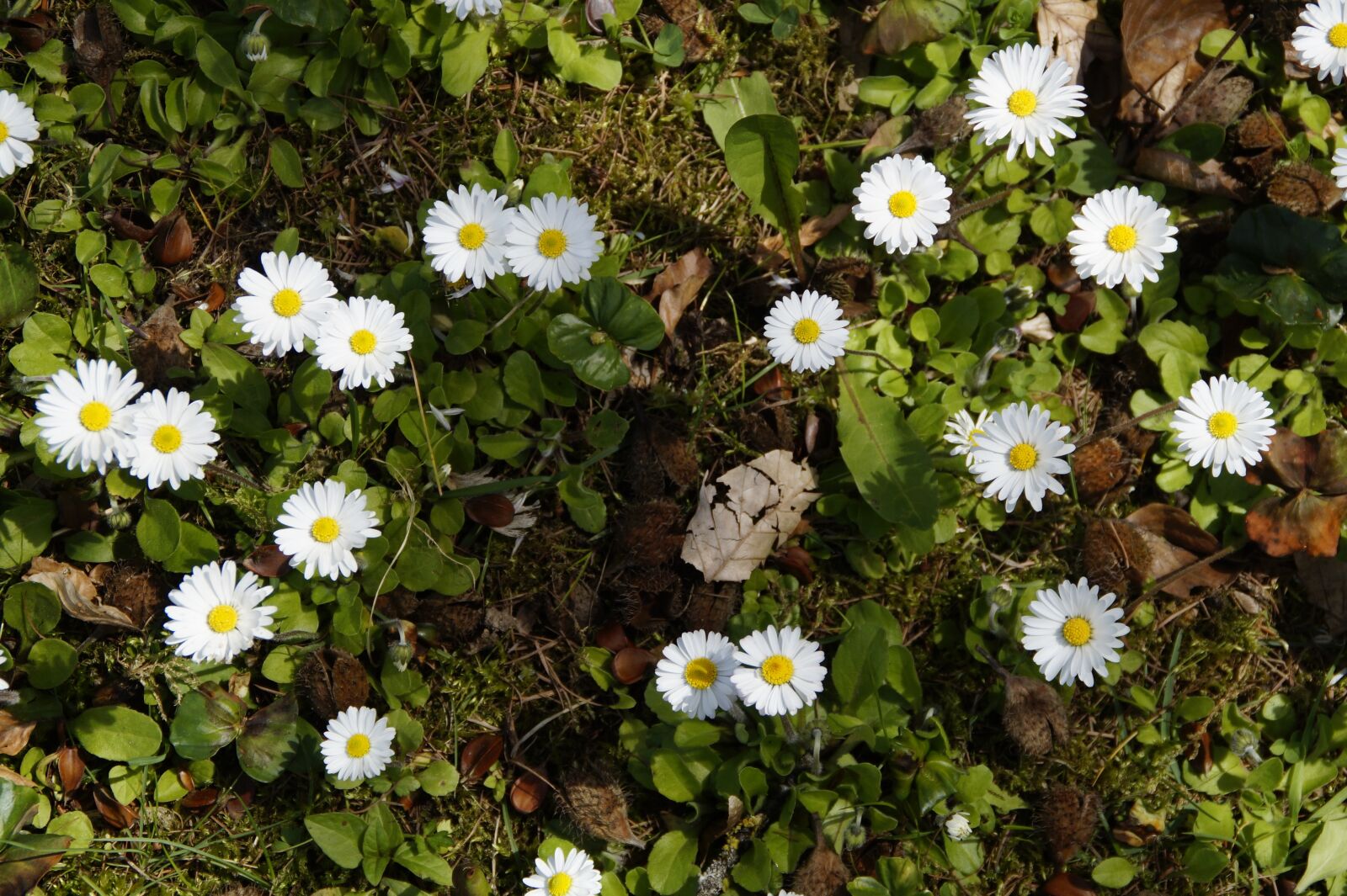 Sony SLT-A58 sample photo. Daisy, background, structure photography