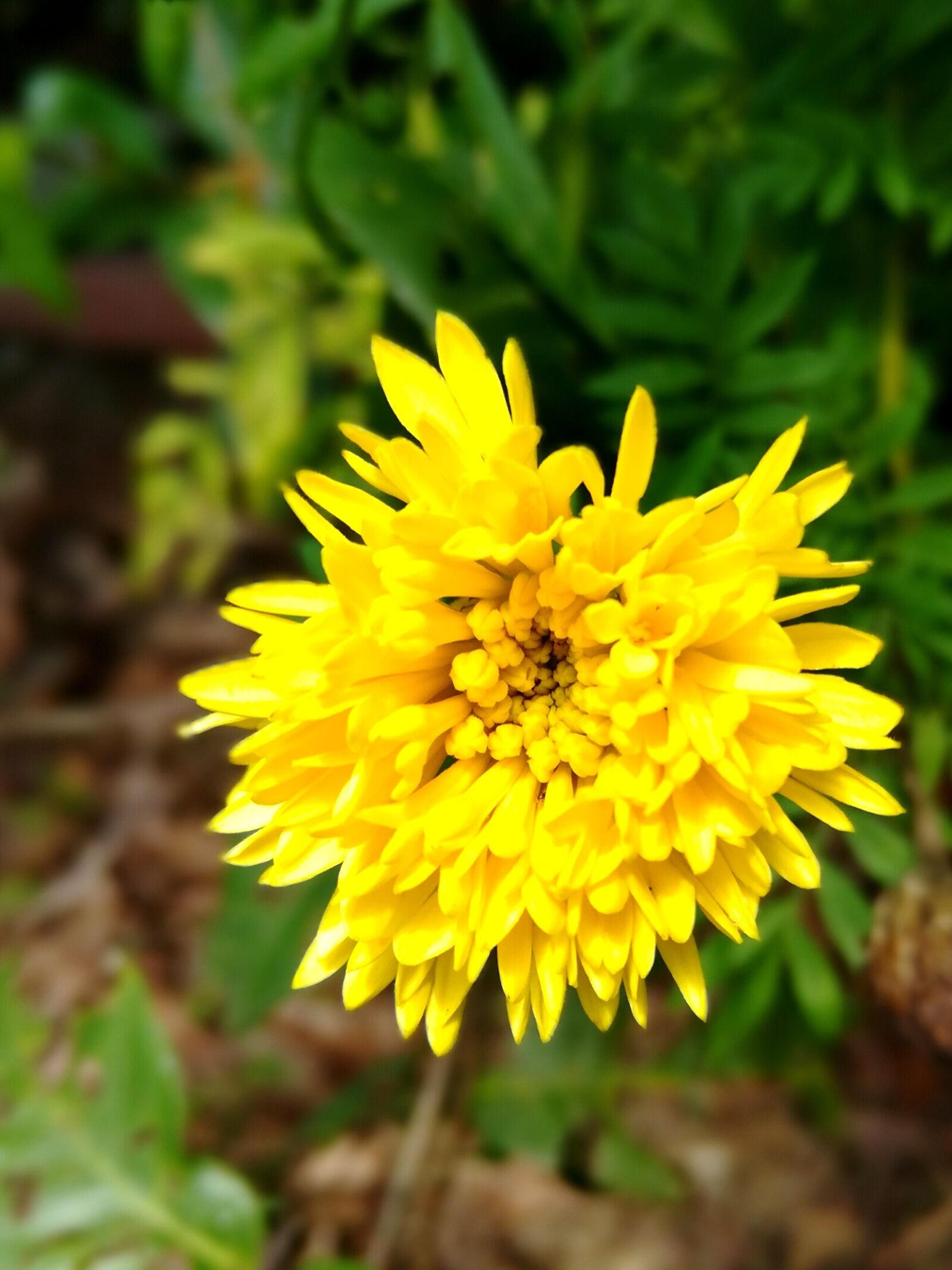 HUAWEI GR5 2017 sample photo. Marigold, flowers, sri lankan photography