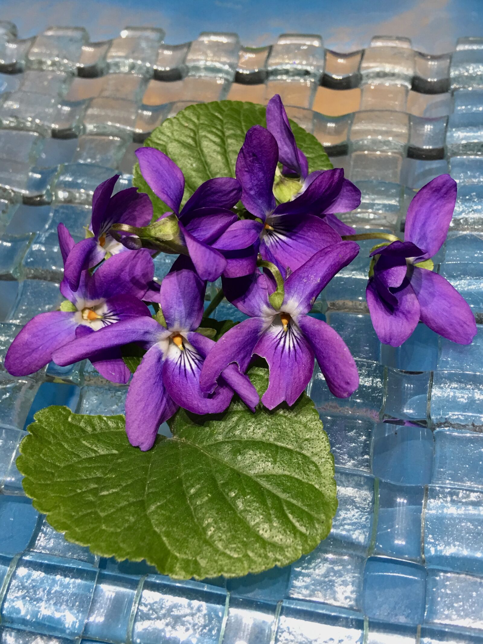 iPhone 6s Plus back camera 4.15mm f/2.2 sample photo. Violets, petals violets, violet photography