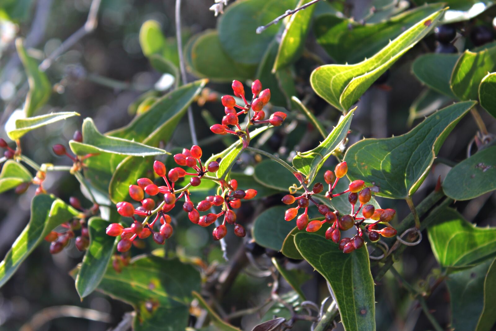 Canon EOS 1100D (EOS Rebel T3 / EOS Kiss X50) sample photo. Shrub, mediterranean, mountain photography