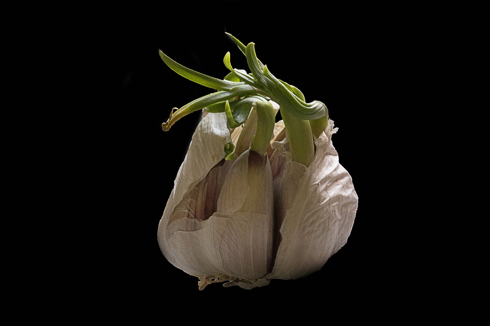 Nikon D7100 sample photo. Garlic, onion, food photography