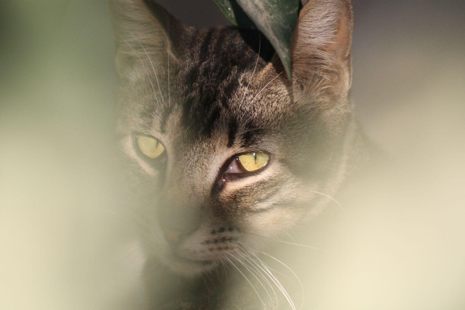 Canon EOS 1100D (EOS Rebel T3 / EOS Kiss X50) + EF75-300mm f/4-5.6 sample photo. Kedi, göz, bakış photography
