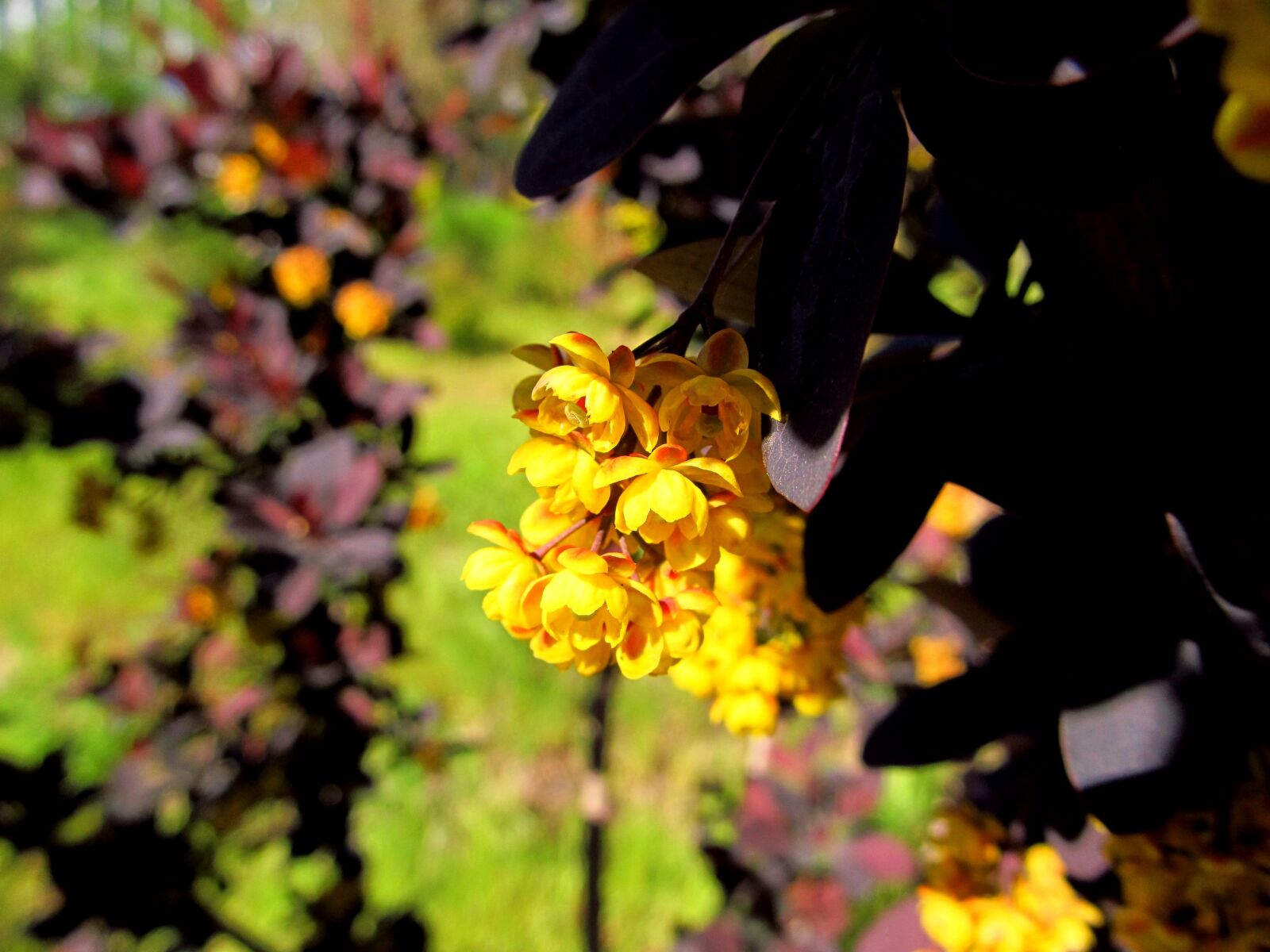 Canon PowerShot SX150 IS sample photo. Flower, nature, flora photography
