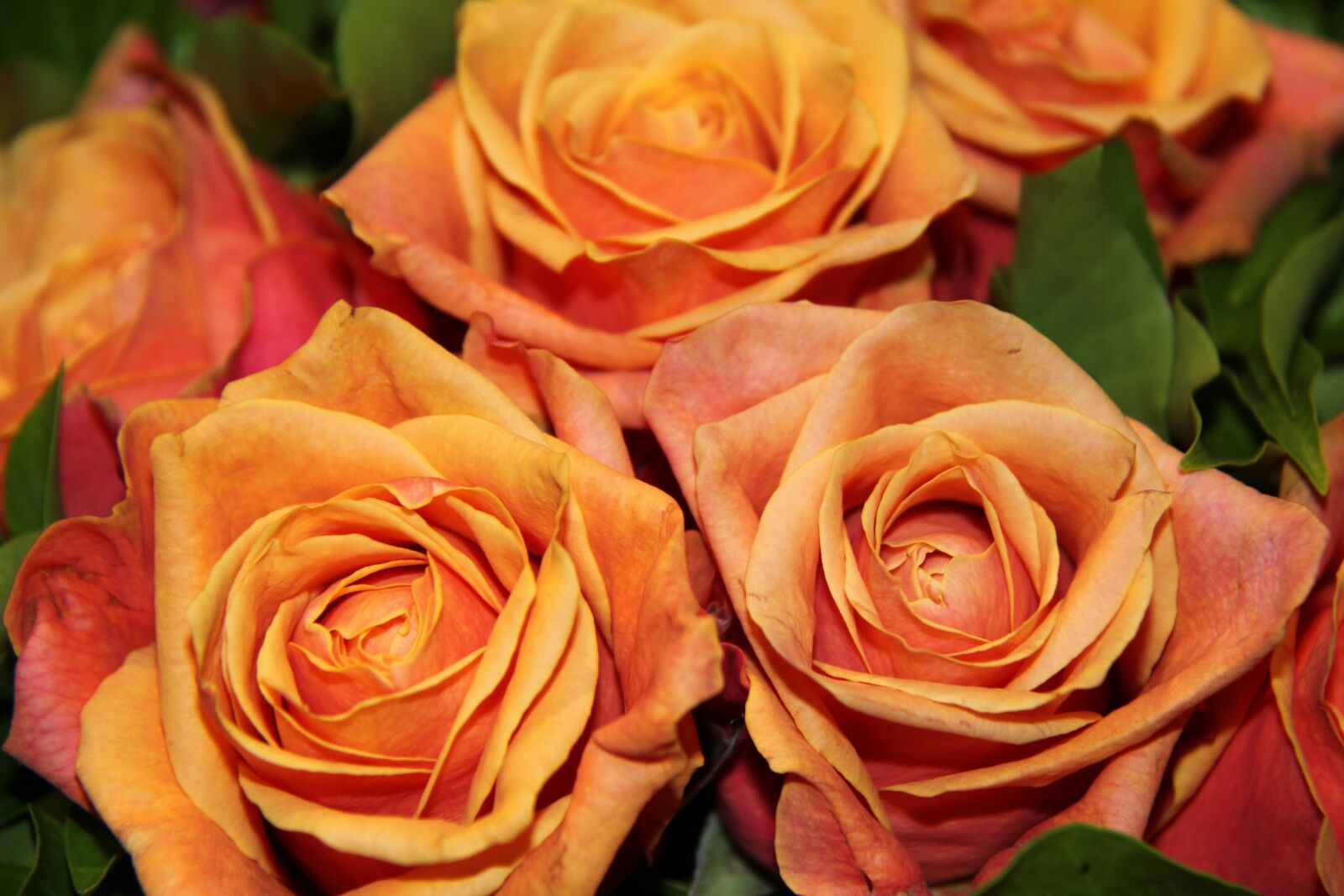 Canon EOS 550D (EOS Rebel T2i / EOS Kiss X4) sample photo. Flower, roses, bouquet photography
