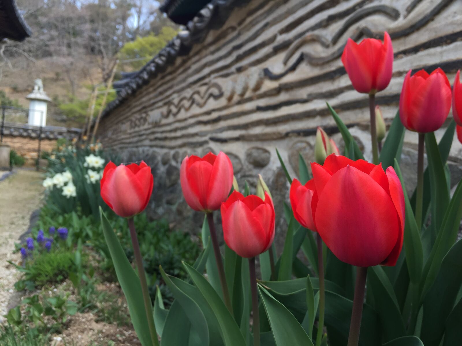 iPhone 6 Plus back camera 4.15mm f/2.2 sample photo. Tulip, temple, fence photography
