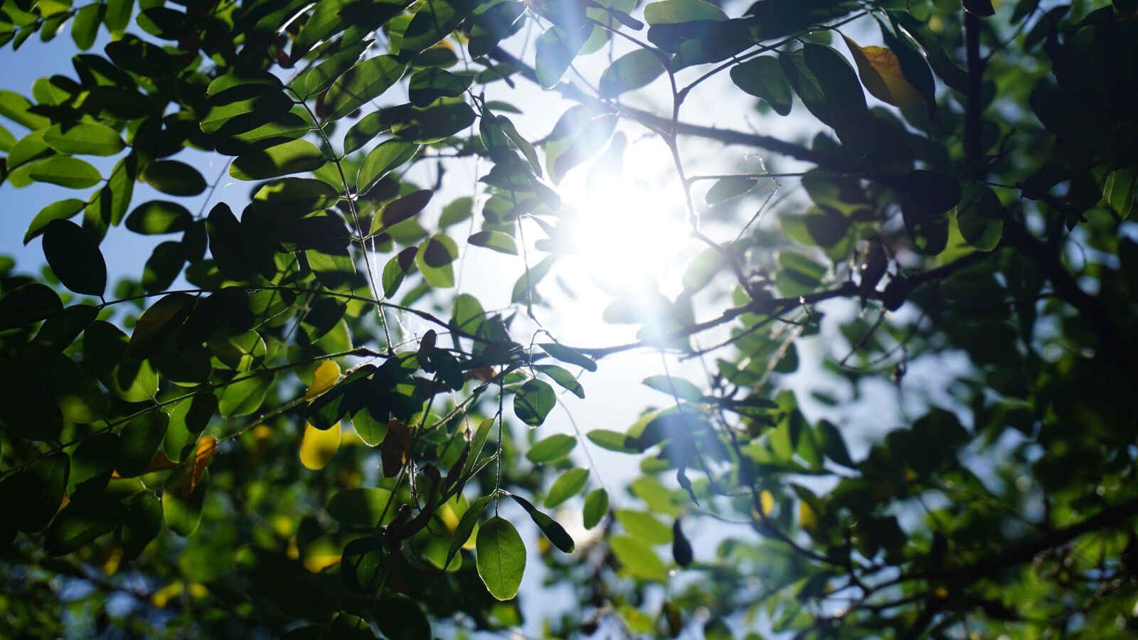 Sony a6000 sample photo. Light filtering, leaves, tree photography