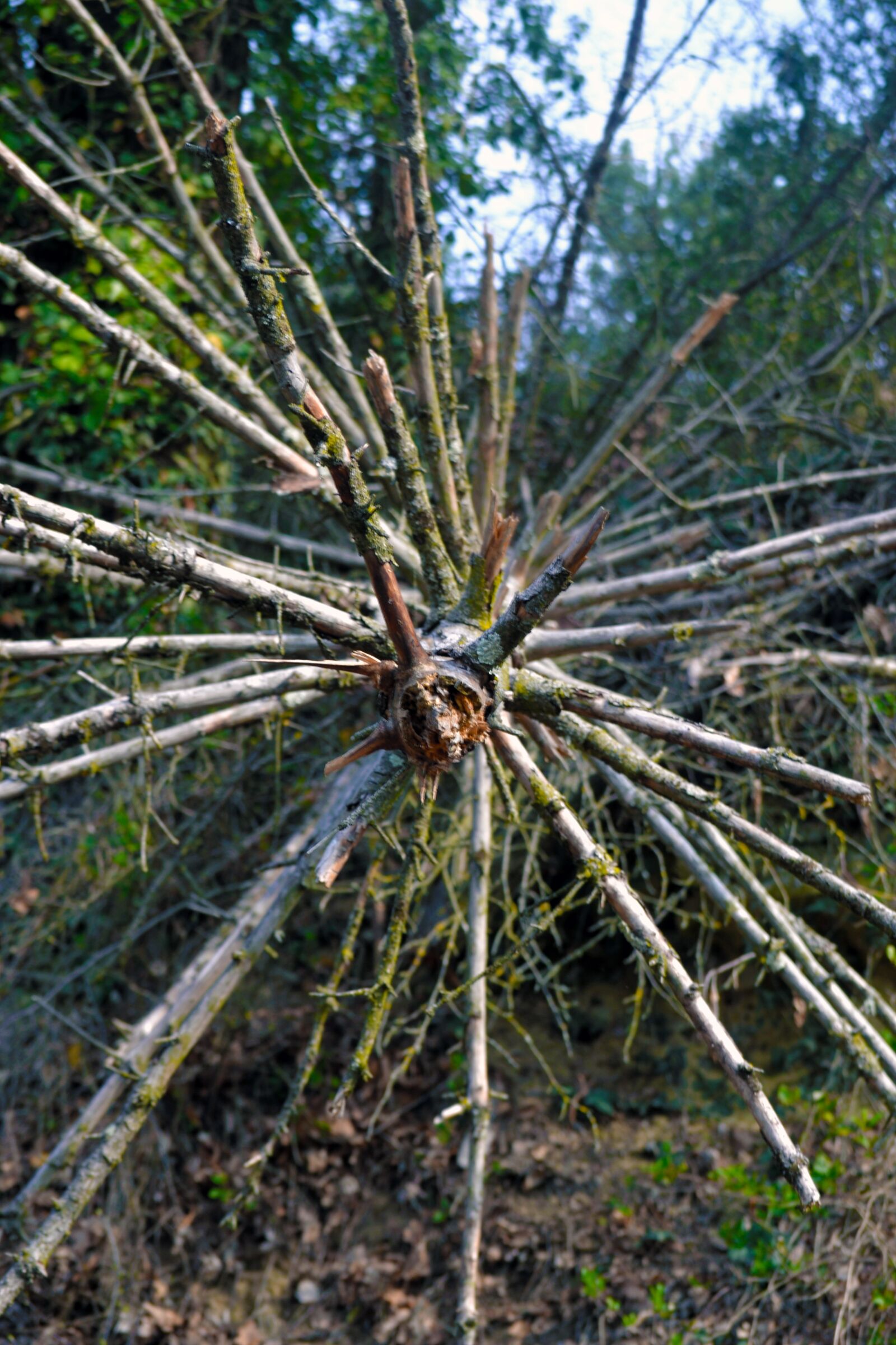 Nikon D3100 sample photo. Trunk, roots, nature photography