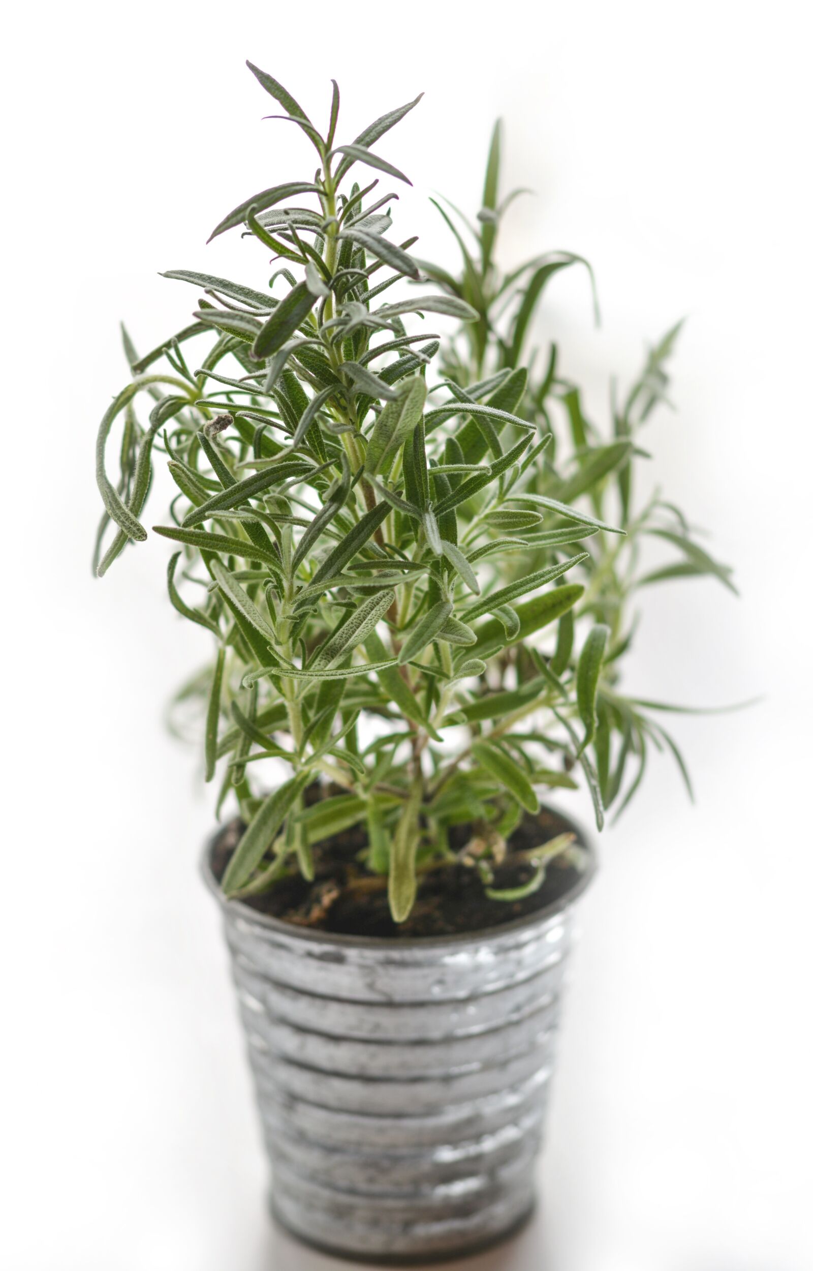 Nikon D5200 sample photo. Rosemary, herb, herbal photography