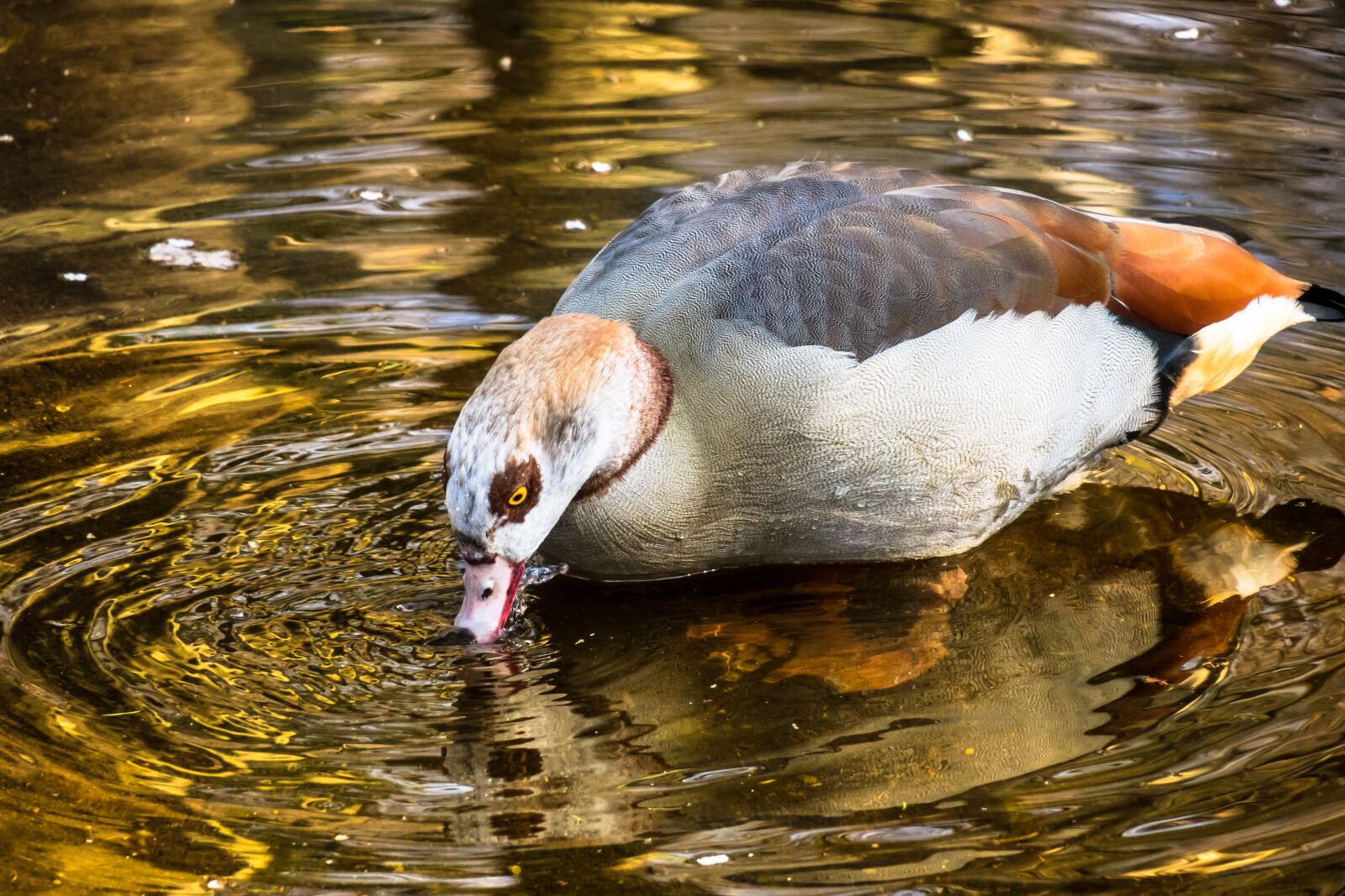 Canon PowerShot G3 X sample photo. Nilgans, goose, drink photography