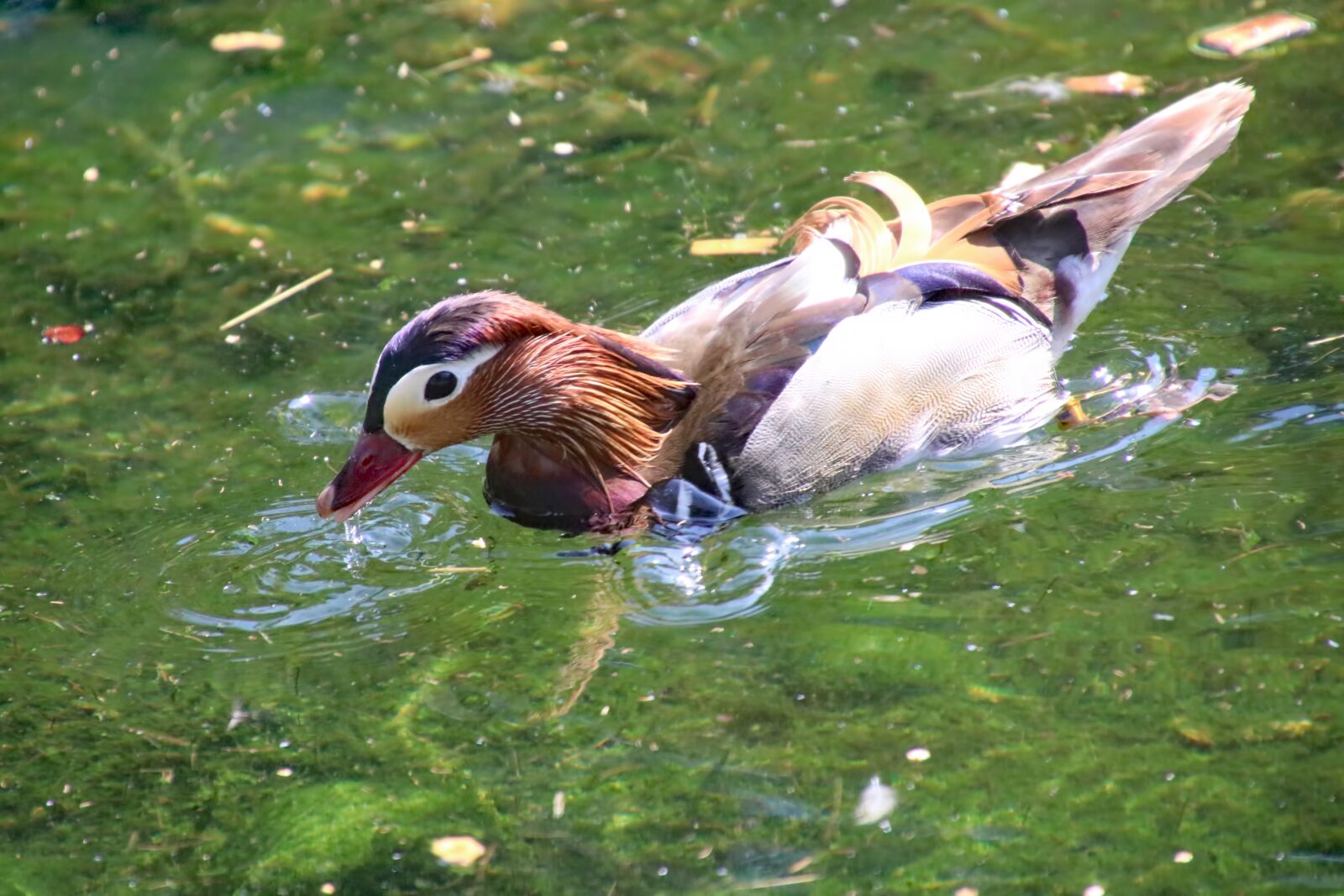 Canon EOS 80D sample photo. Mandarin duck, bird, waterfowl photography