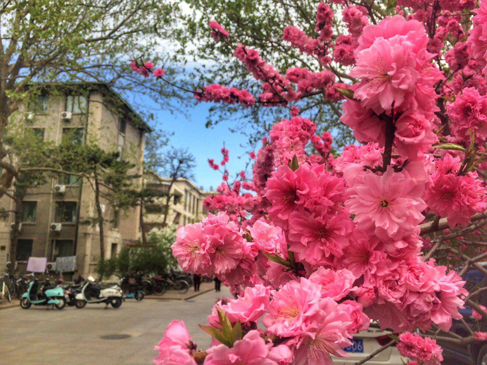 iPhone 5s back camera 4.15mm f/2.2 sample photo. Plant, peach blossom, spring photography