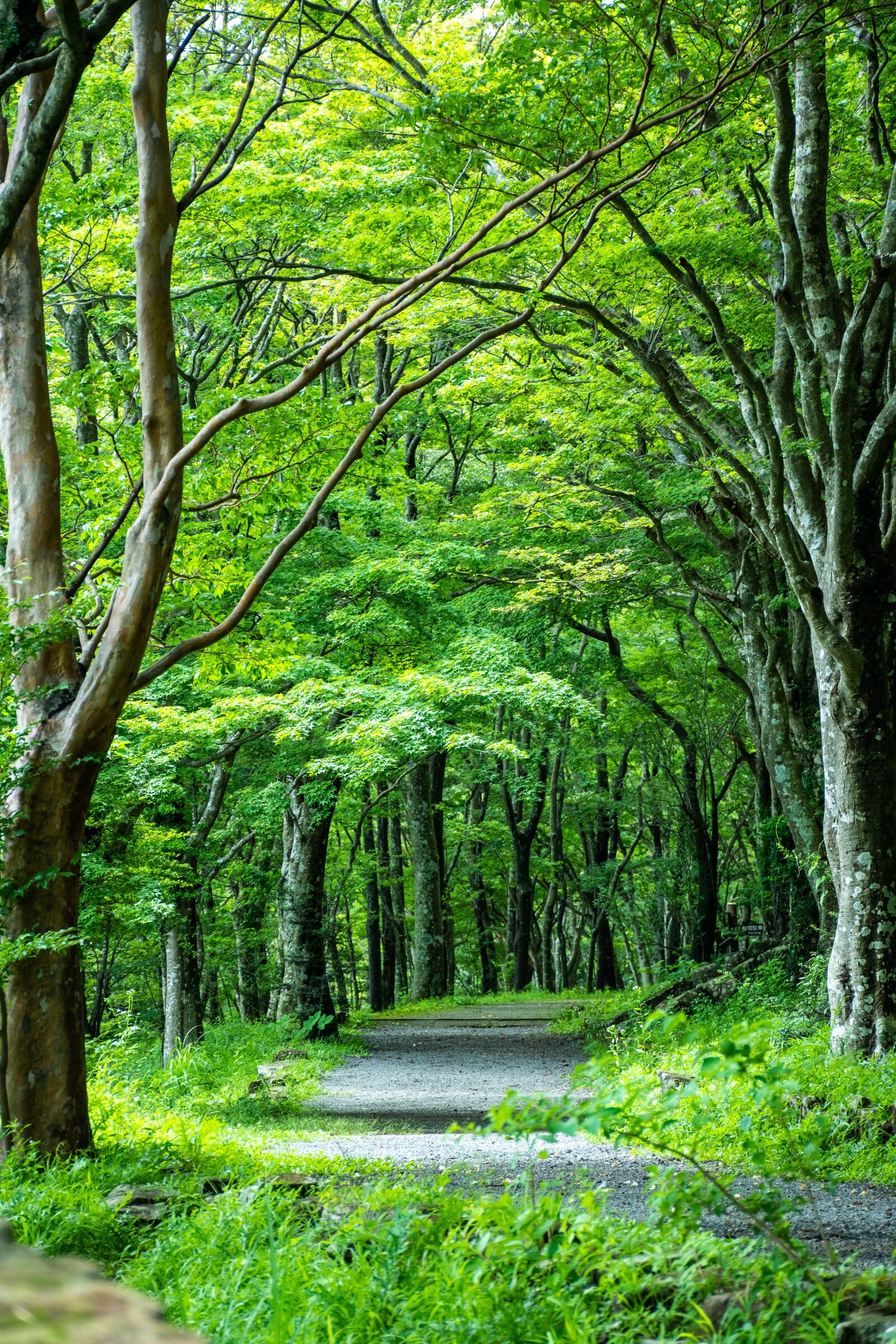 Nikon D5600 sample photo. Green, tree lined, road photography