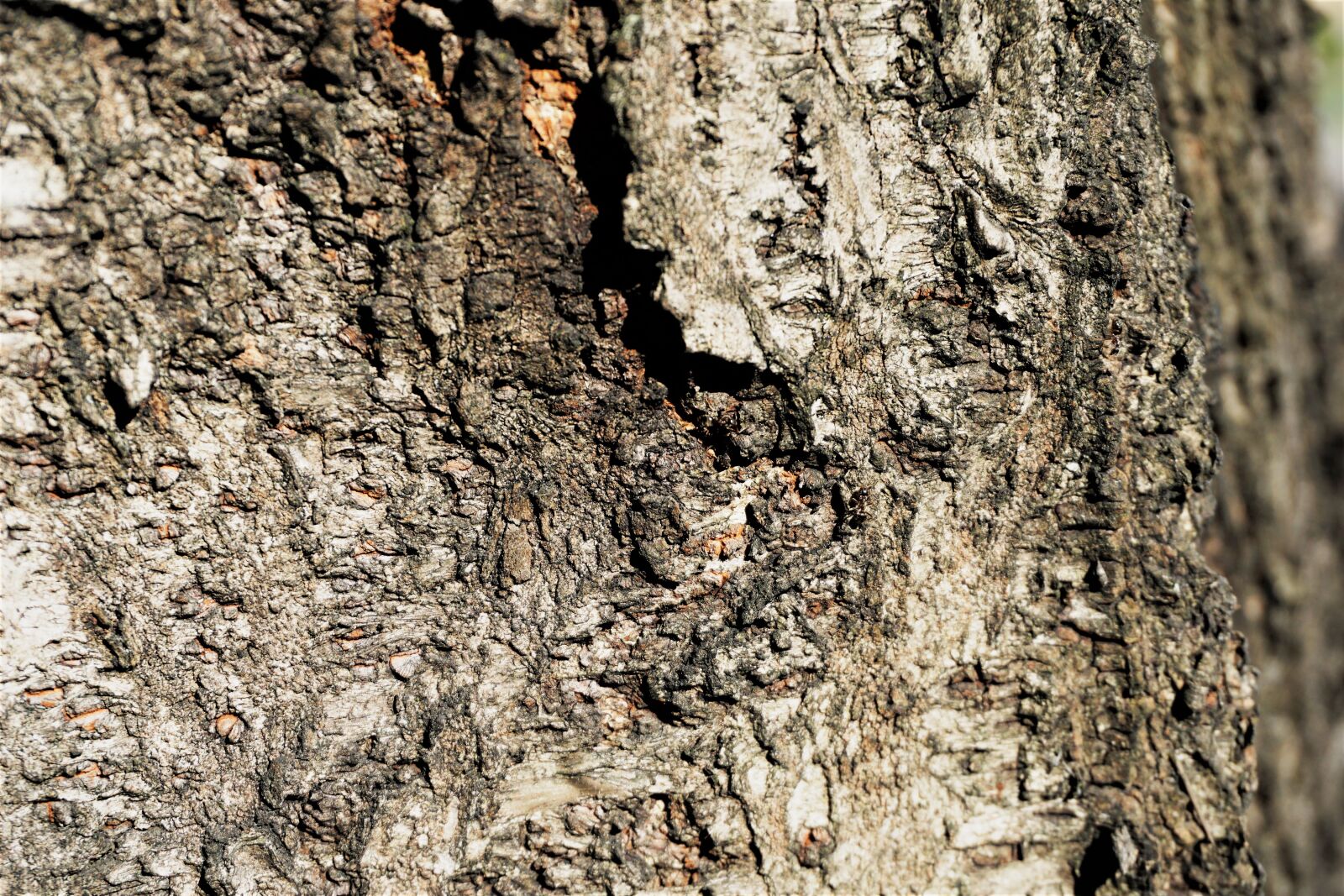 Sony a6000 sample photo. Patterns, tree texture, rough photography