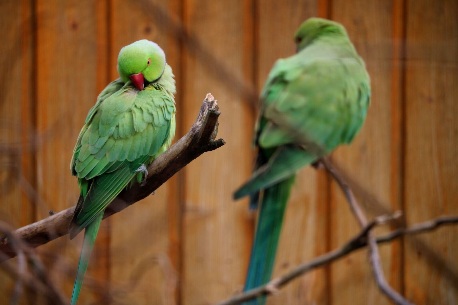 Canon EOS 750D (EOS Rebel T6i / EOS Kiss X8i) sample photo. Bird, animal world, parrot photography