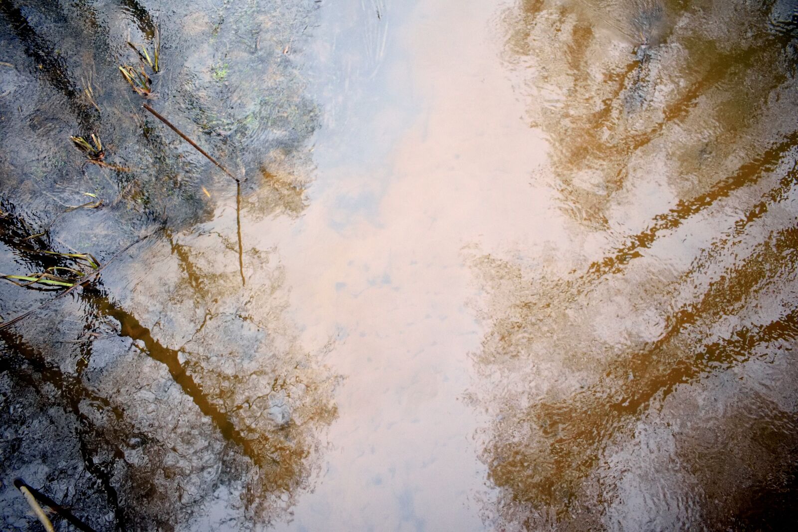 Nikon D3300 sample photo. Forest, river, tree photography