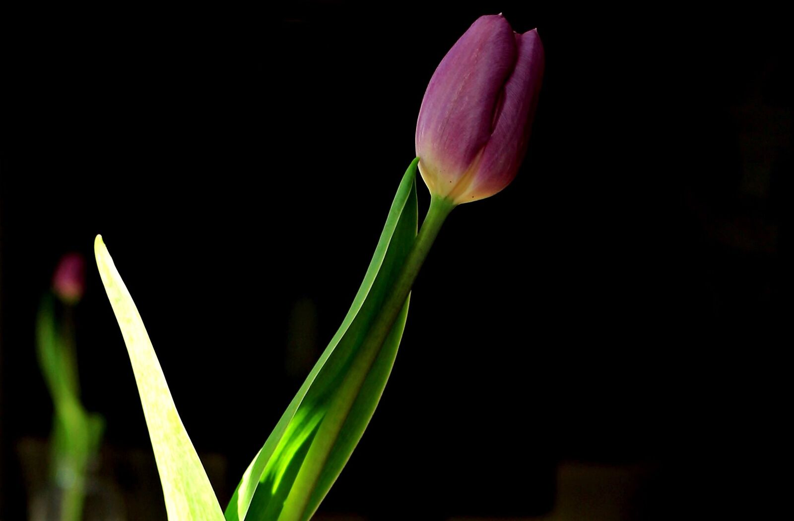 Canon EOS 550D (EOS Rebel T2i / EOS Kiss X4) sample photo. Tulip, flower, blossom photography