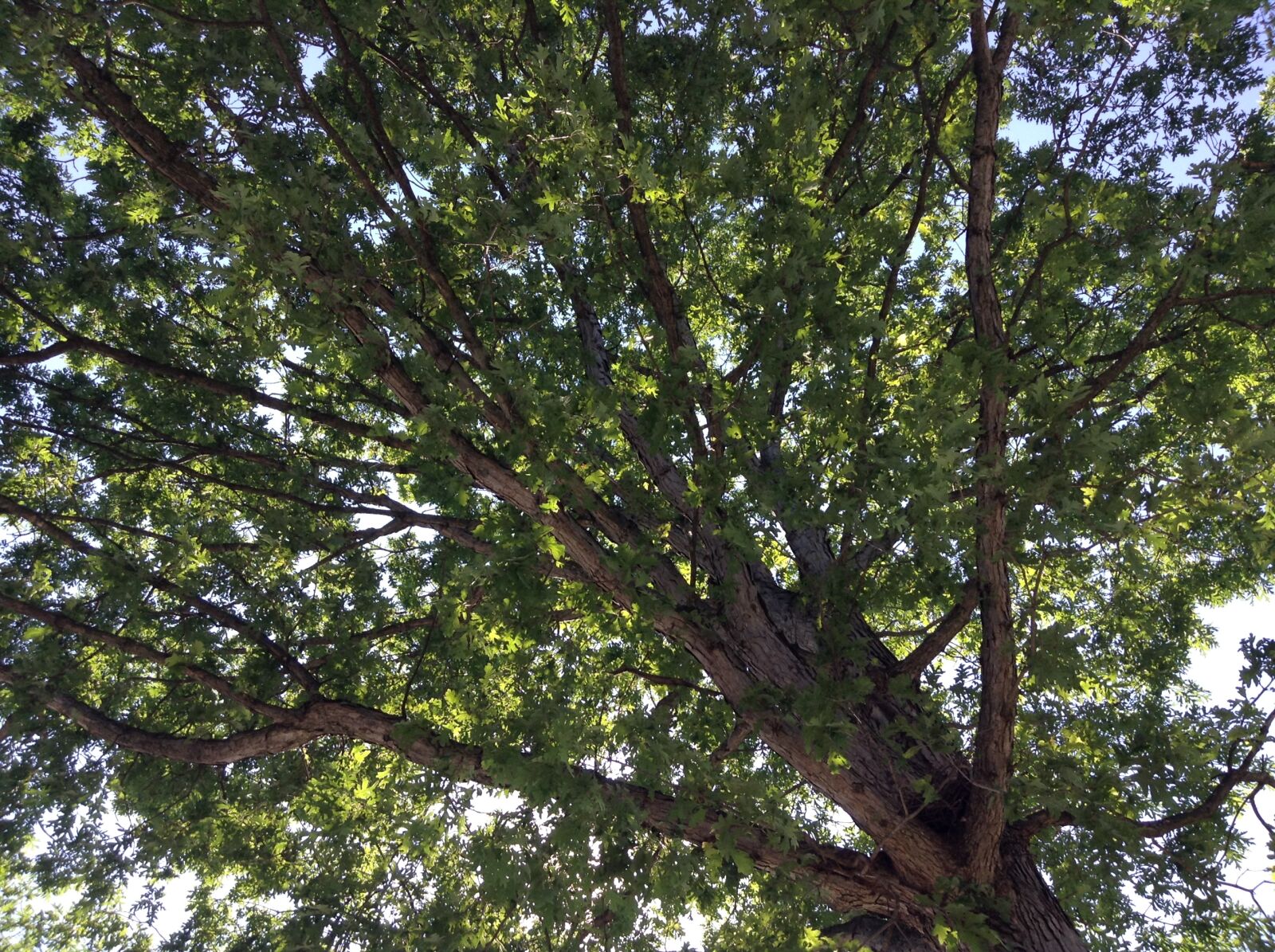 Apple iPod touch sample photo. Nature, tree photography