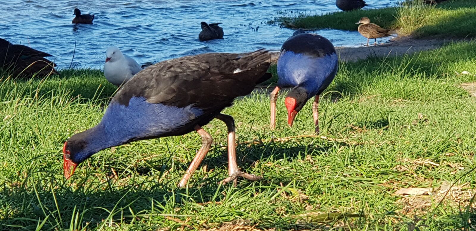 Samsung SM-N950F sample photo. Pukeko, bird, nature photography