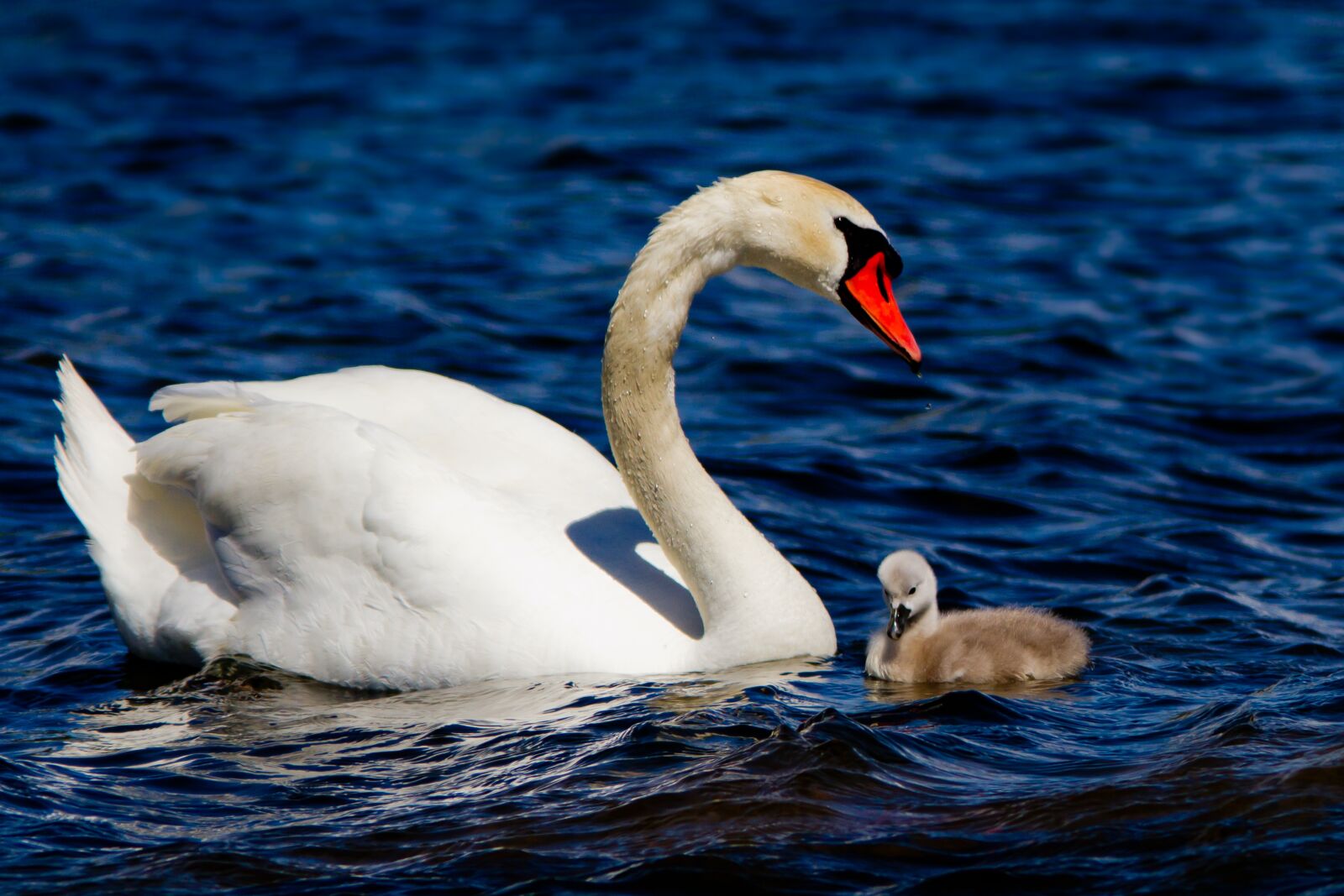 Canon EOS 7D + Canon EF 300mm F4L IS USM sample photo. Swan, cub, white photography