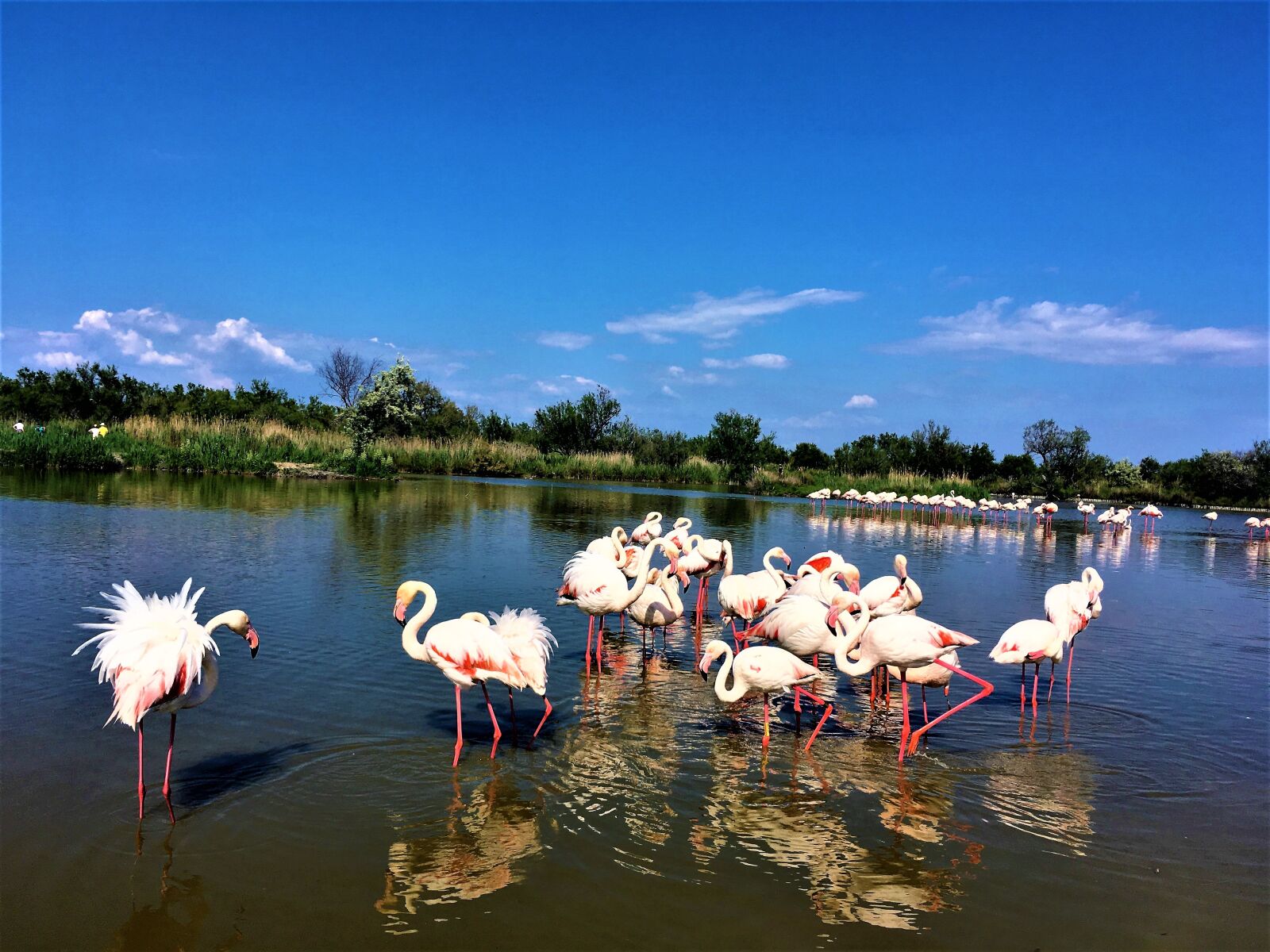 iPhone SE back camera 4.15mm f/2.2 sample photo. Montpellier, france, ornithology park photography