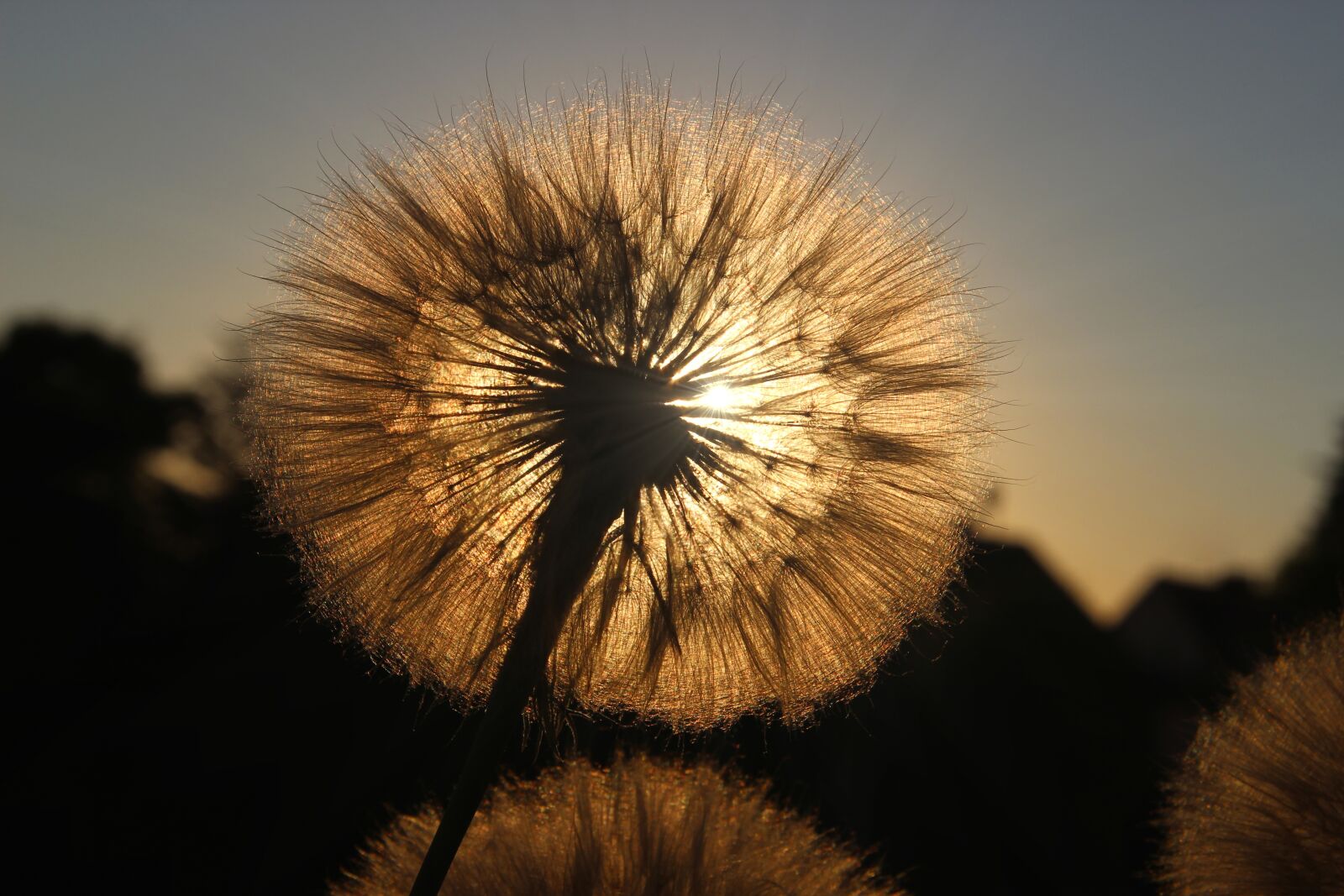 Canon EOS 600D (Rebel EOS T3i / EOS Kiss X5) sample photo. Dandelion, flower, evening photography