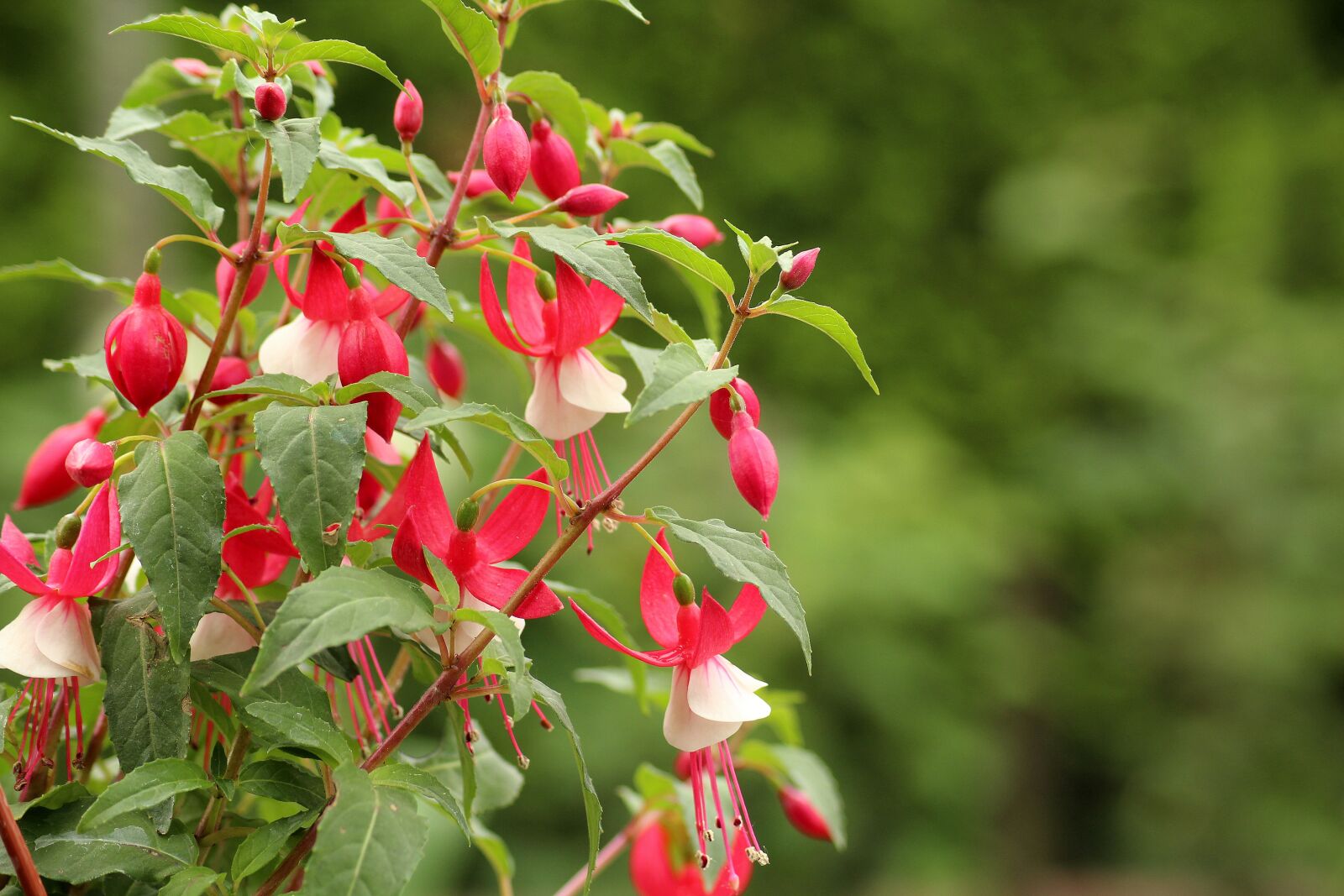 Canon EOS 1200D (EOS Rebel T5 / EOS Kiss X70 / EOS Hi) sample photo. Fuchsia, flower, composition photography