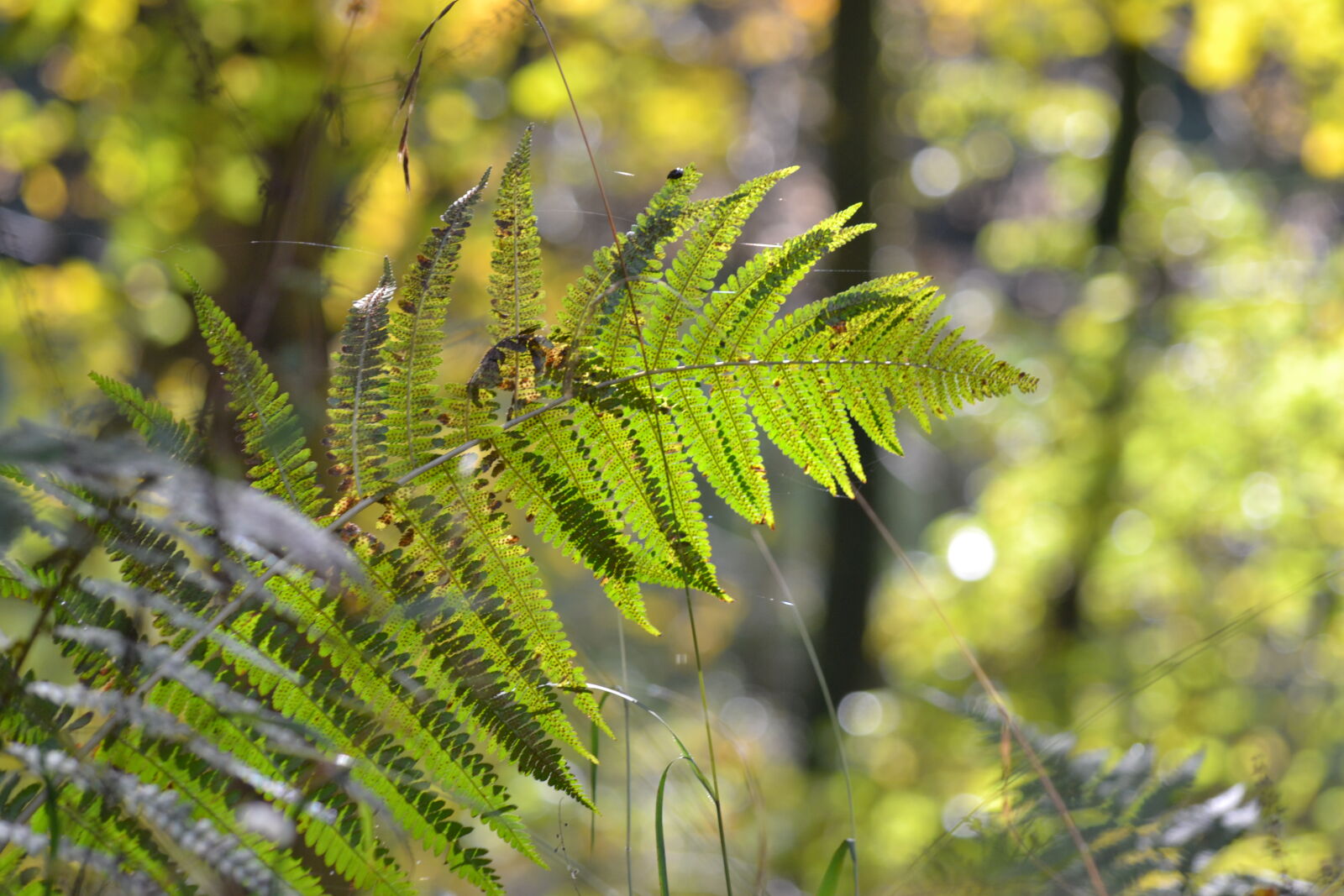 Nikon D3100 sample photo. Autumn, close, up, view photography