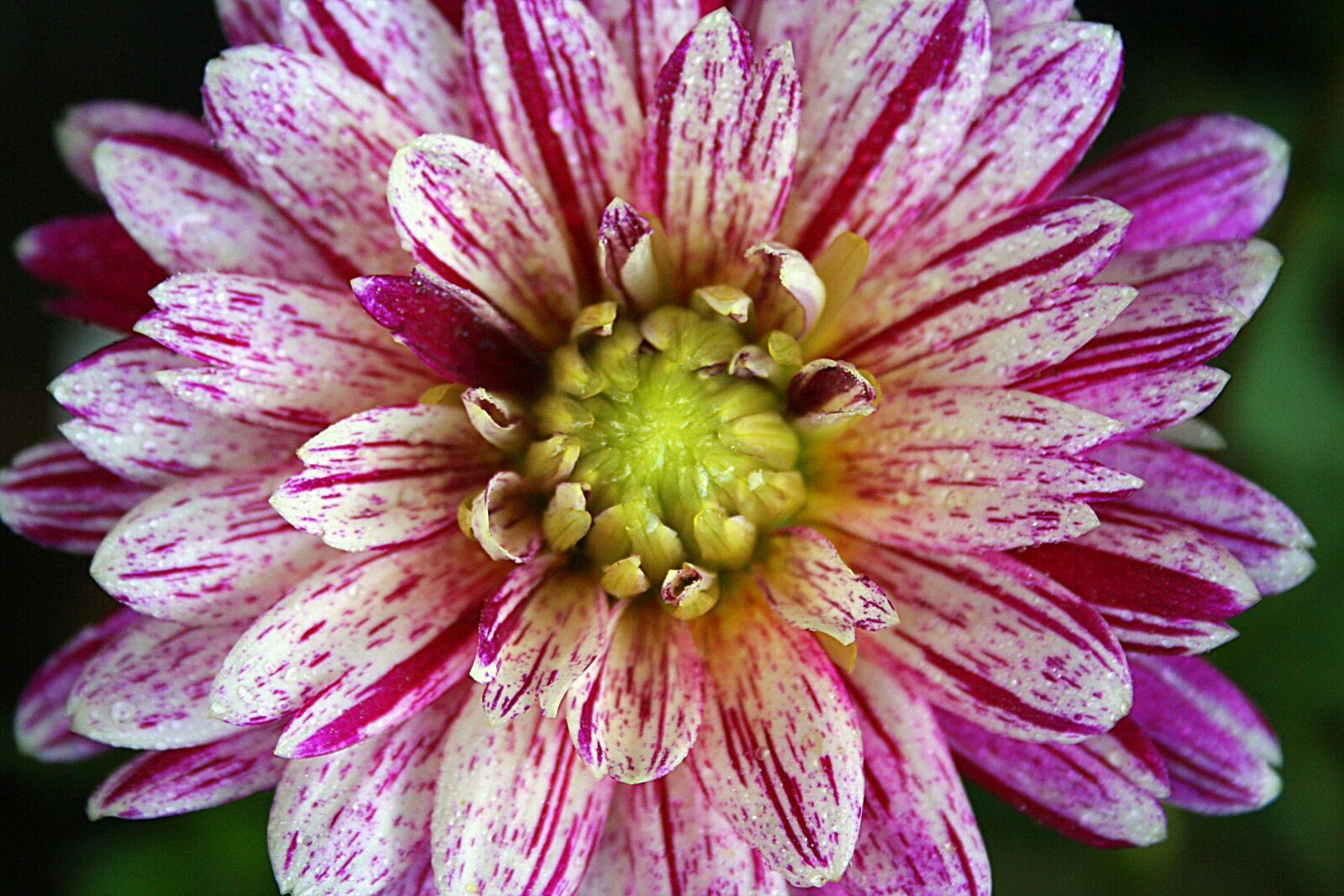 Canon EOS 350D (EOS Digital Rebel XT / EOS Kiss Digital N) sample photo. Flower, dahlia, macro photography